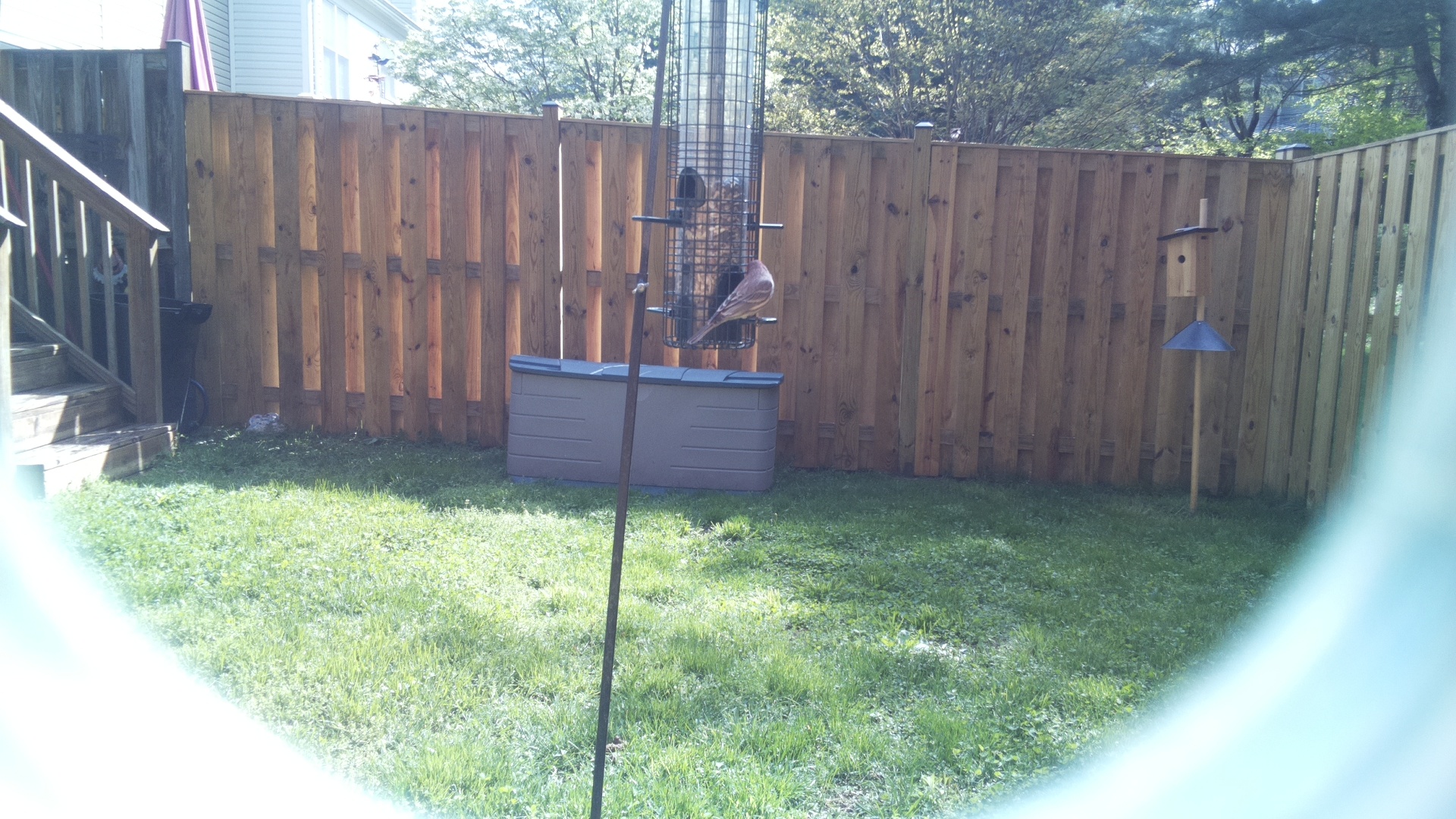 Looney Birds