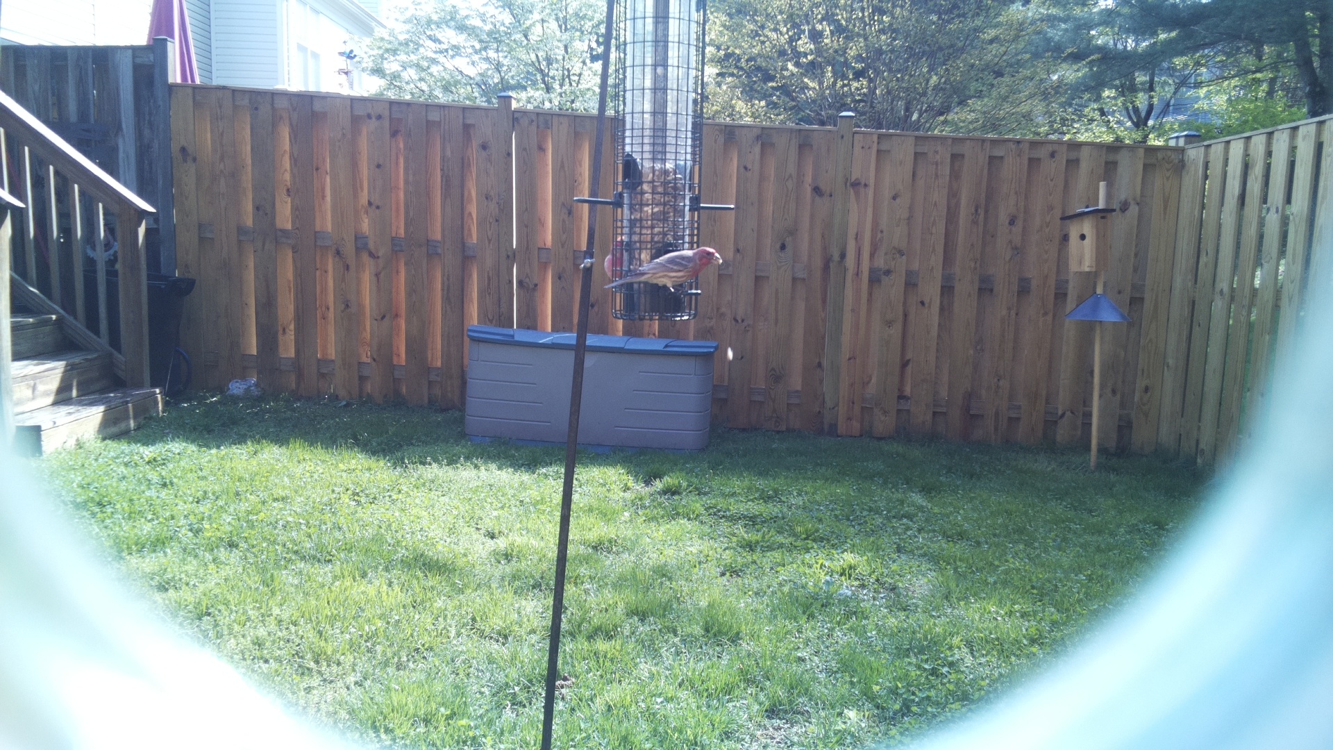 House Finch
