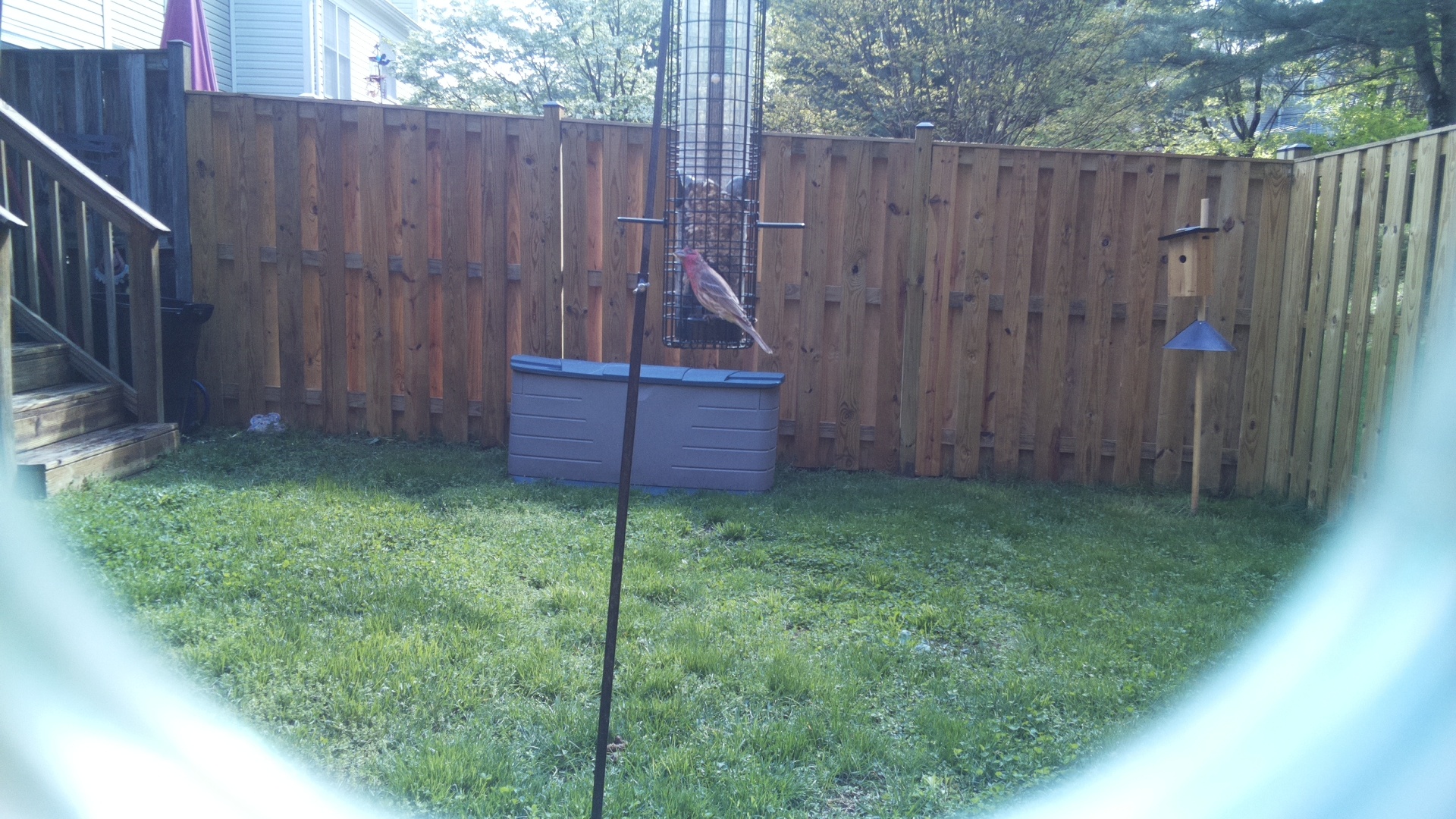 House Finch