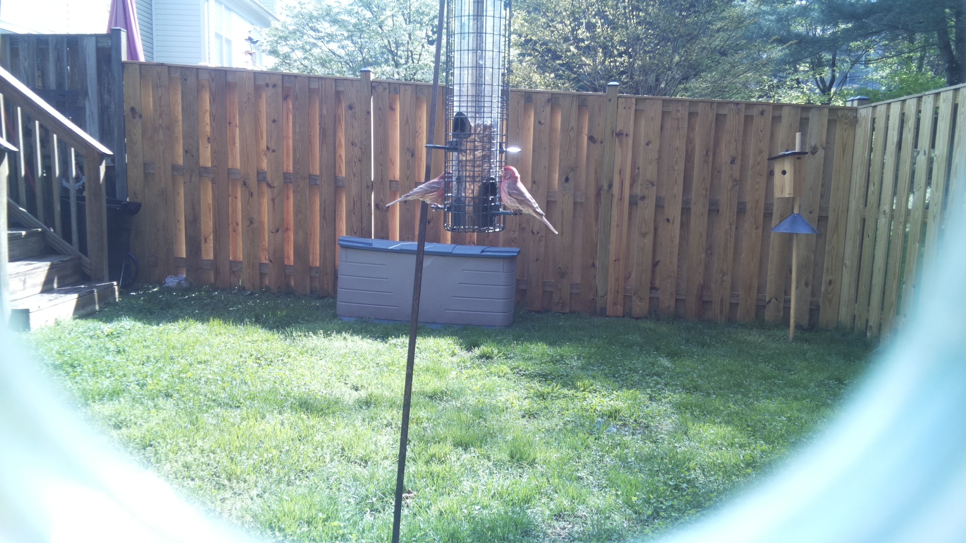 Purple Finch