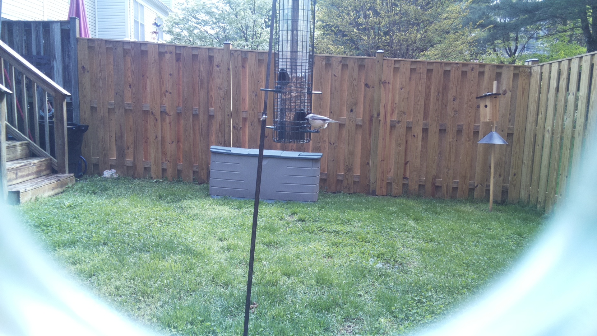 Jacobin Pigeon