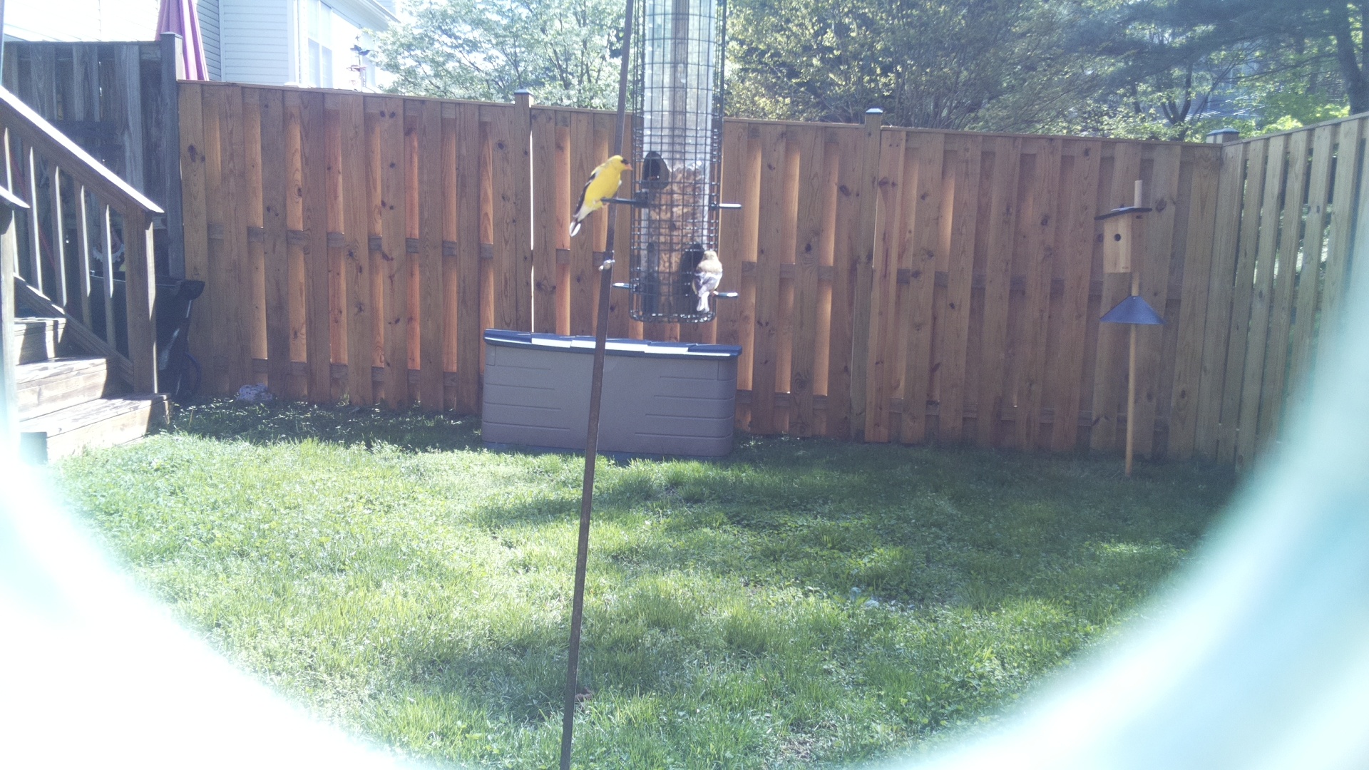 Eurasian Golden Oriole