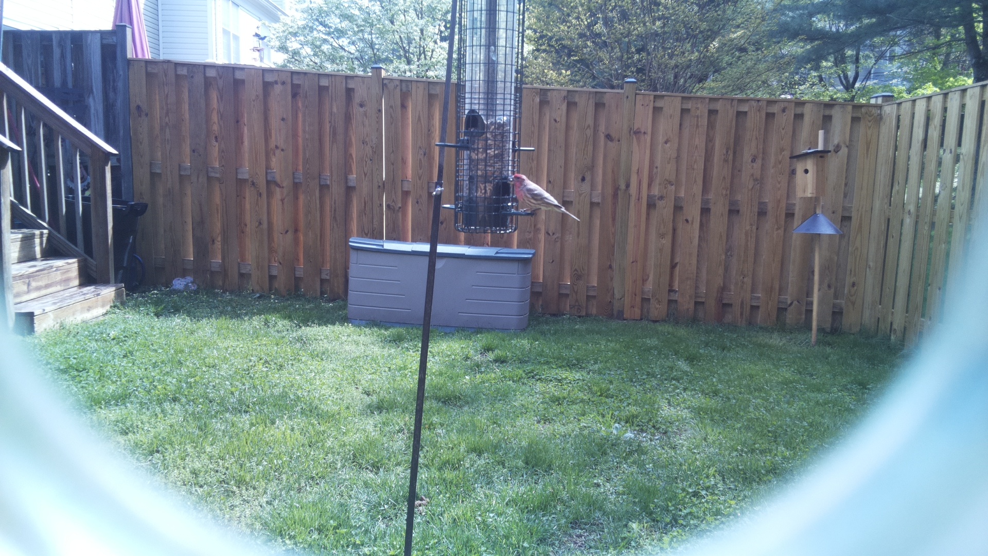 House Finch