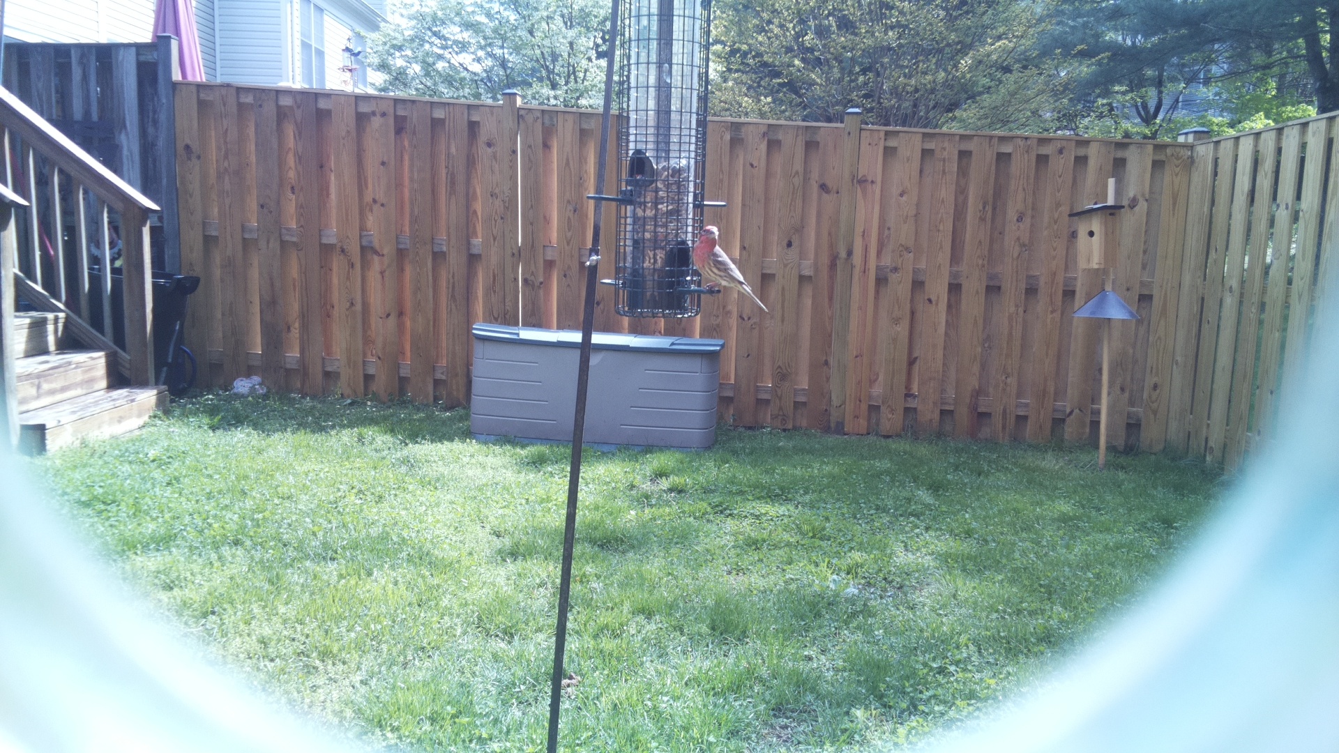 House Finch