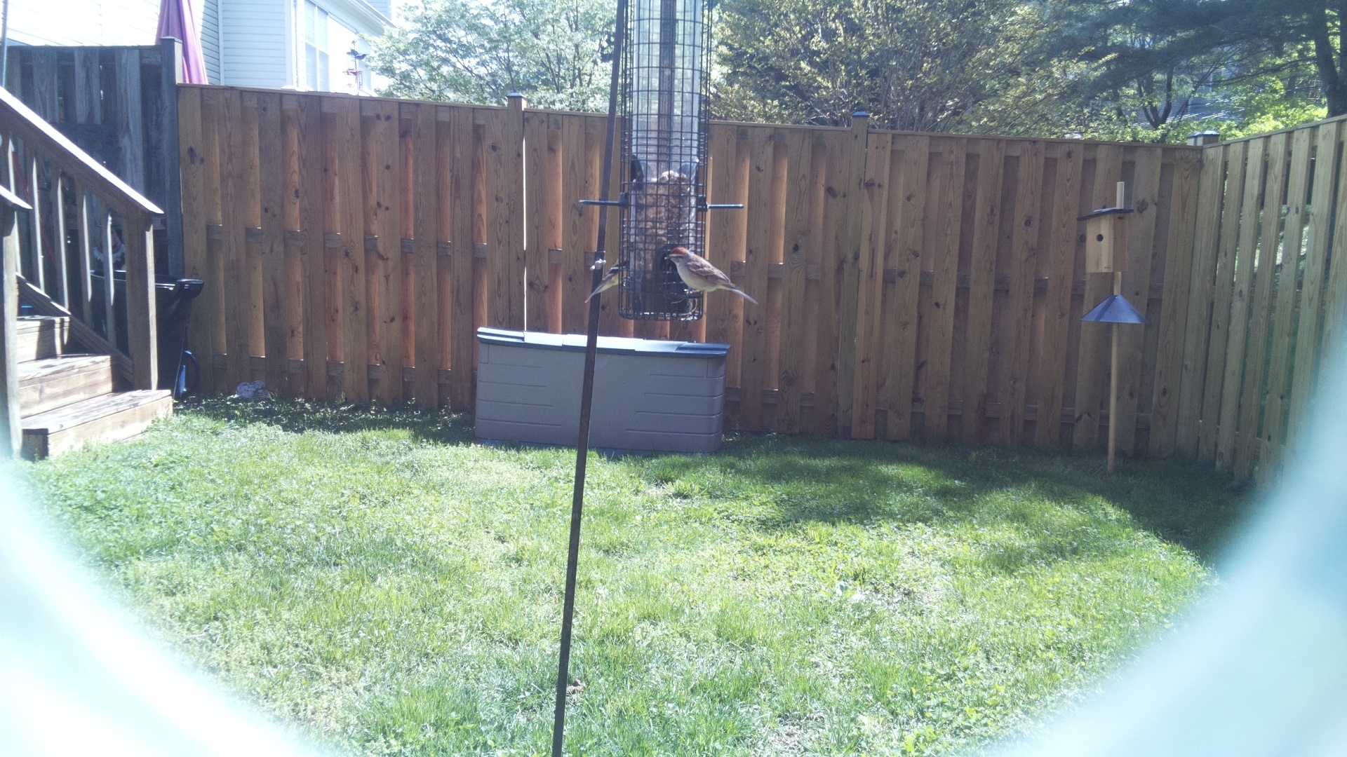 House Sparrow