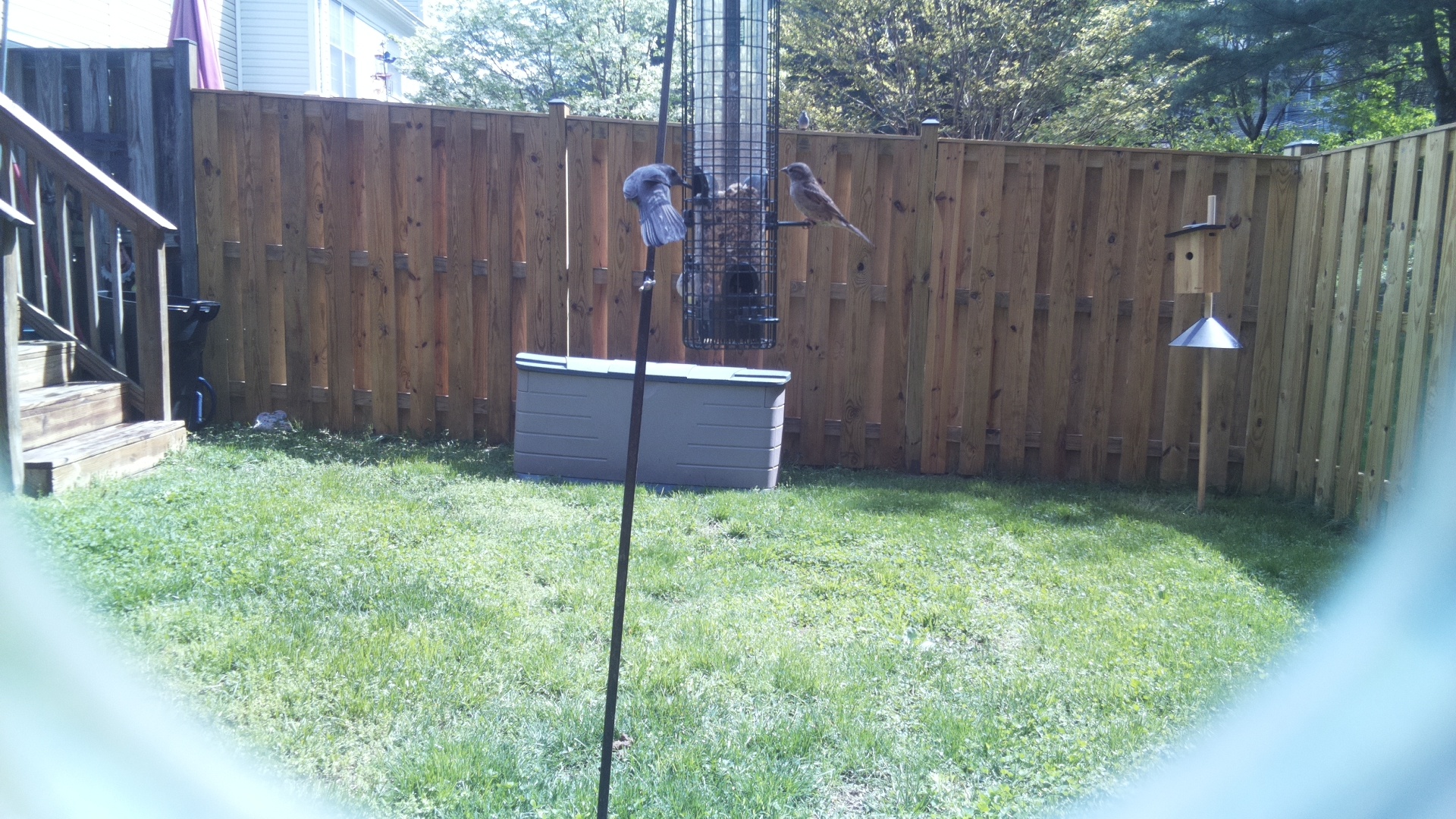 Umbrella Bird