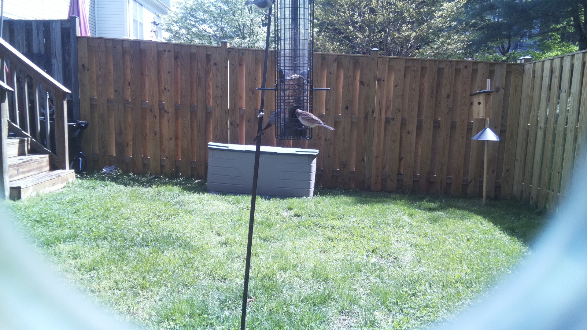 Lucifer Hummingbird