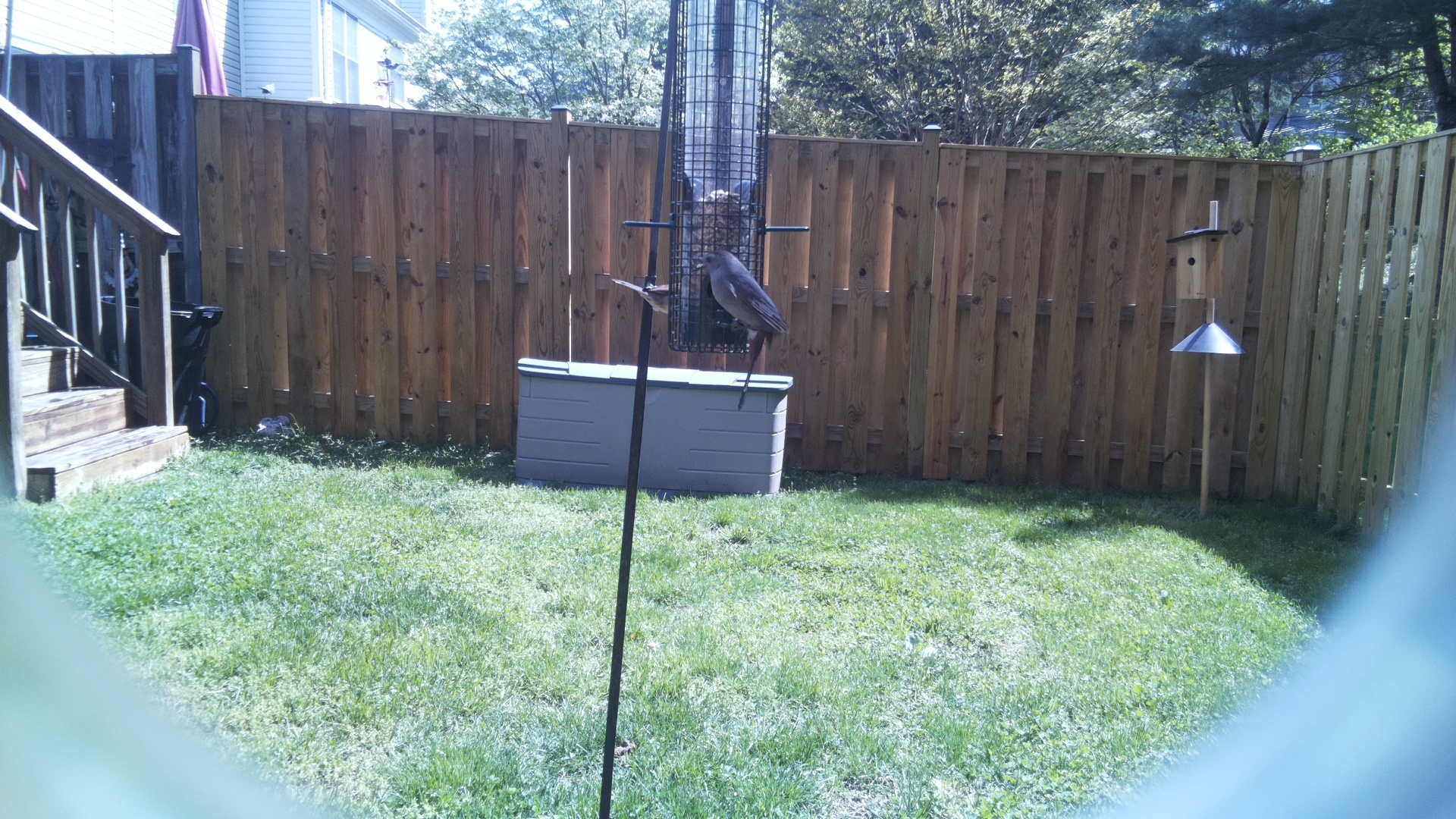 Crane Hawk