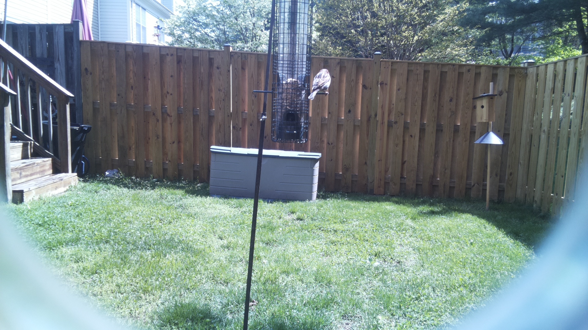 Grey Cuckooshrike