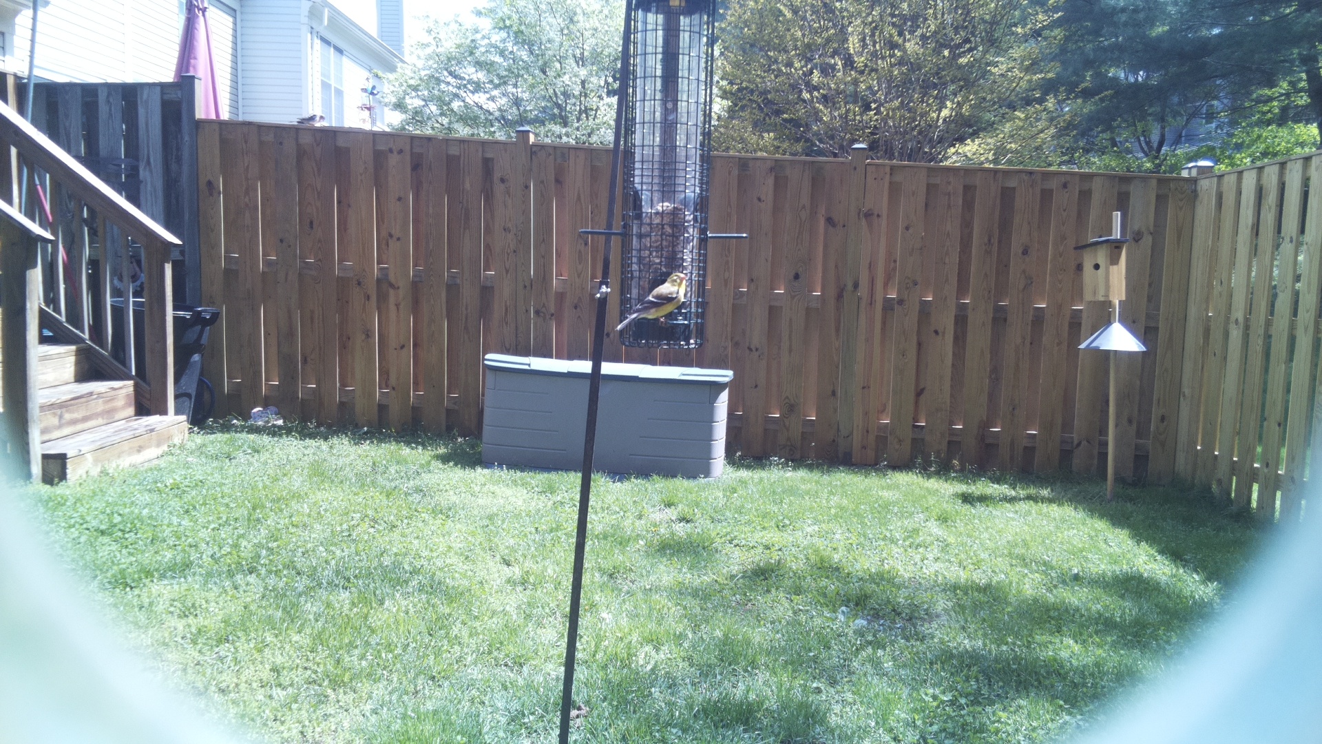 European Goldfinch