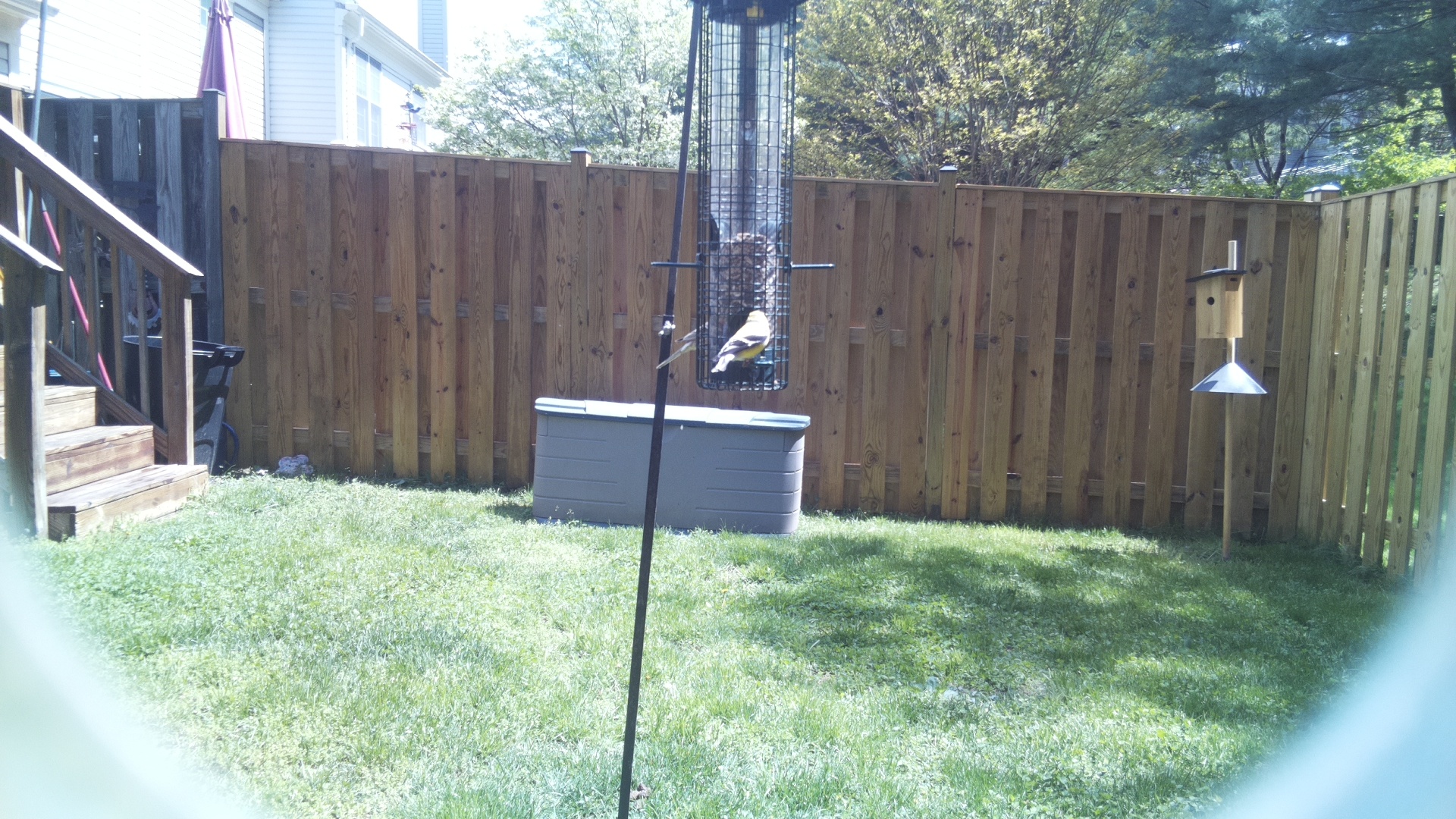 Jacobin Pigeon