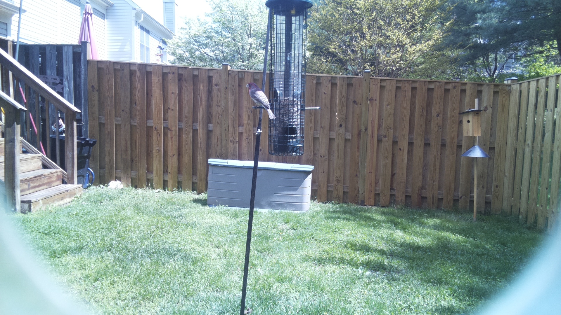 House Finch