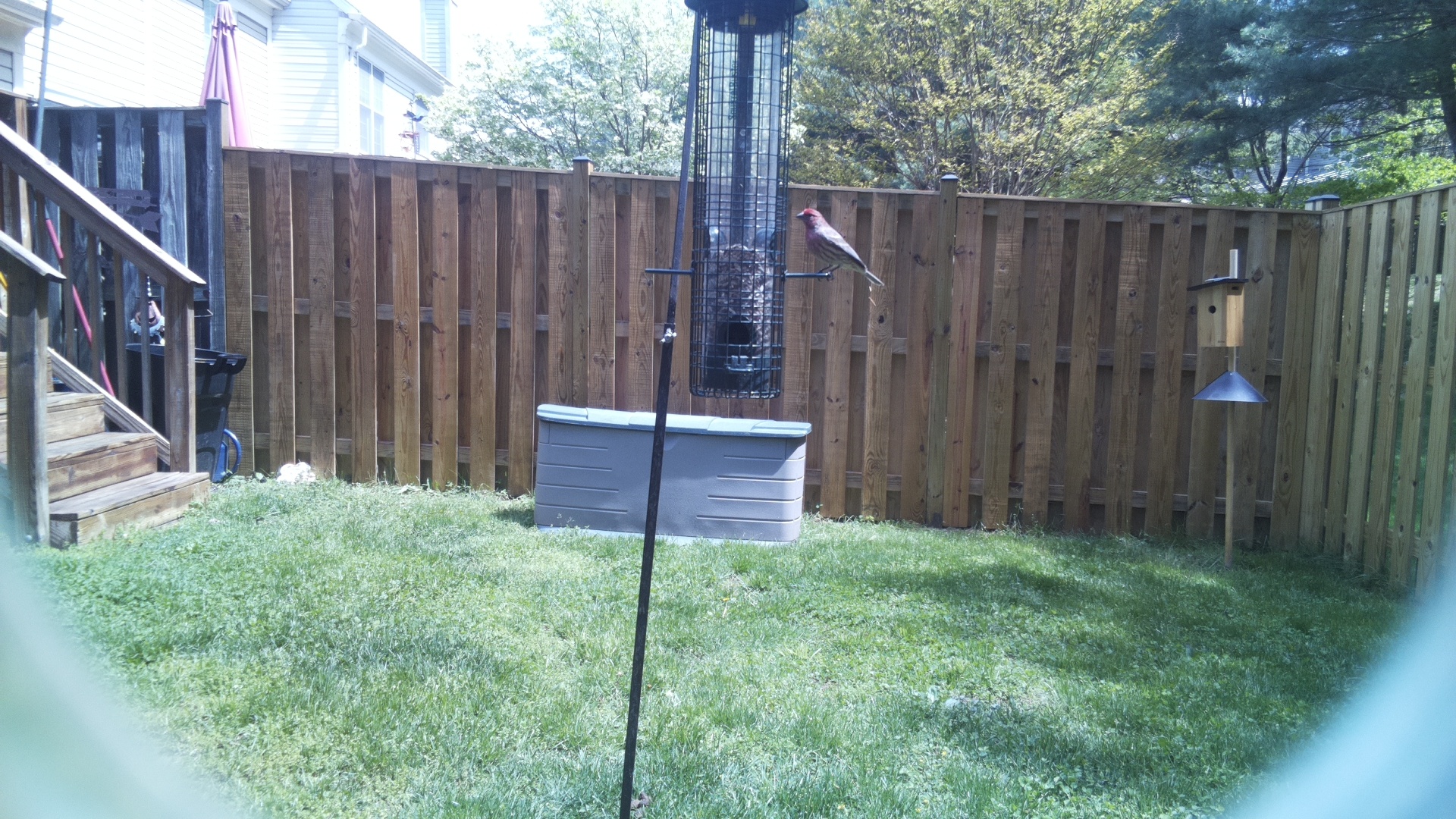 House Finch