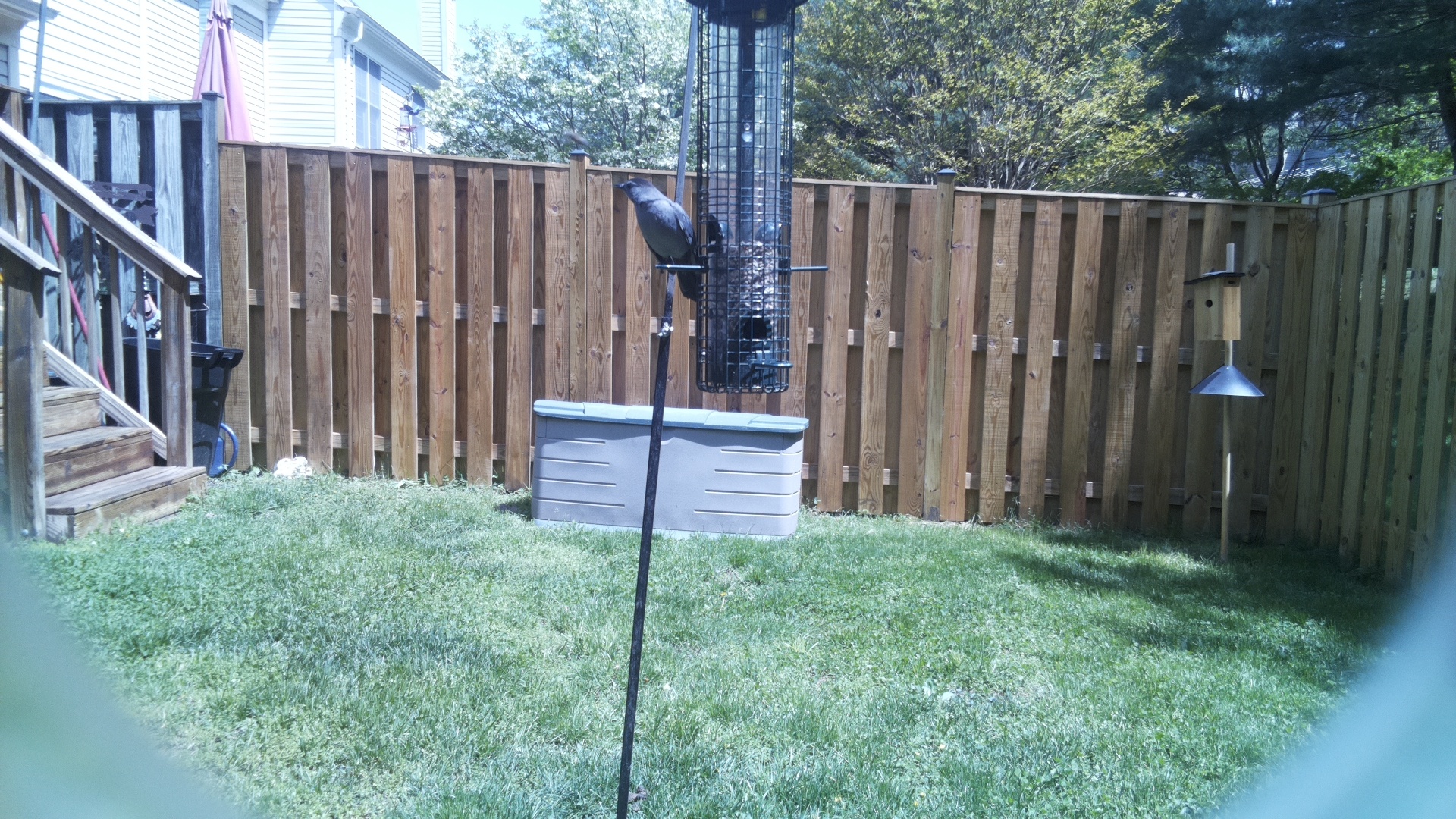 Grey Cuckooshrike