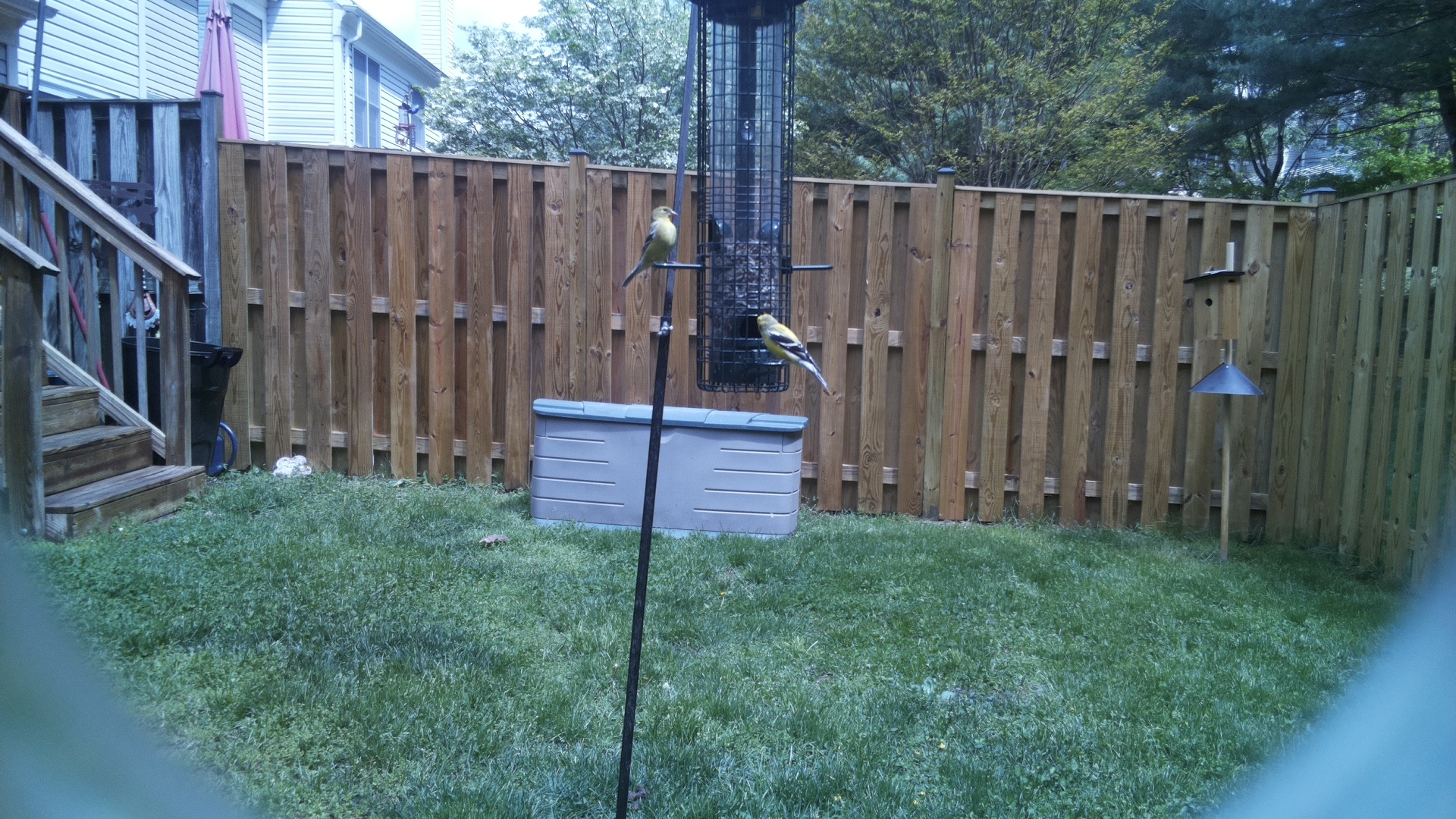 Azure Tit