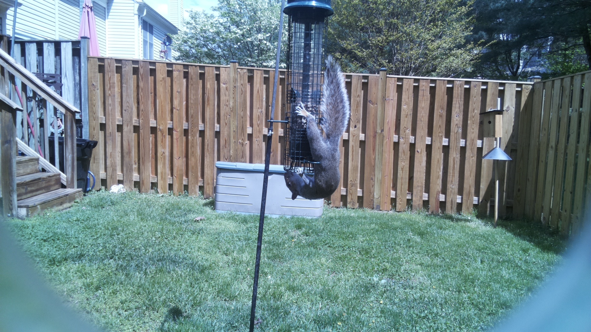 Jacobin Pigeon