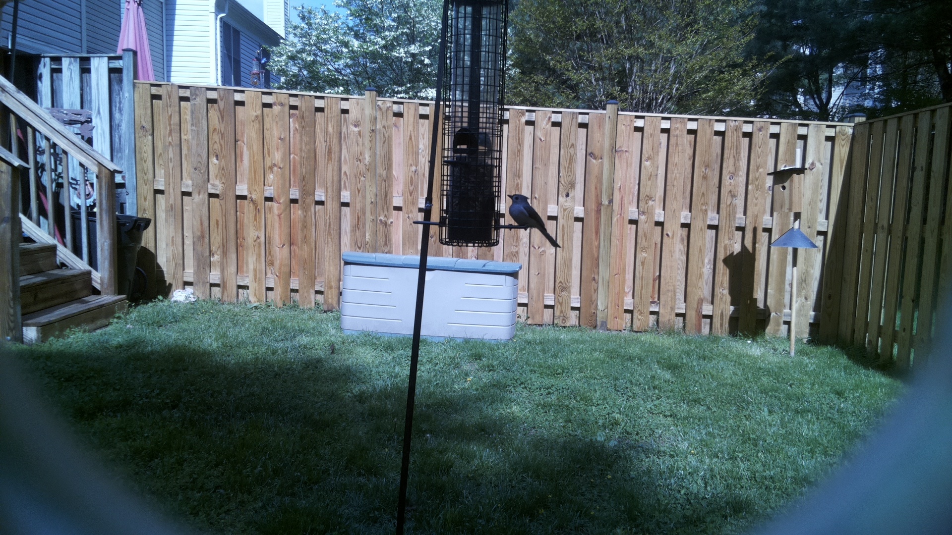 Brown Headed Cowbird