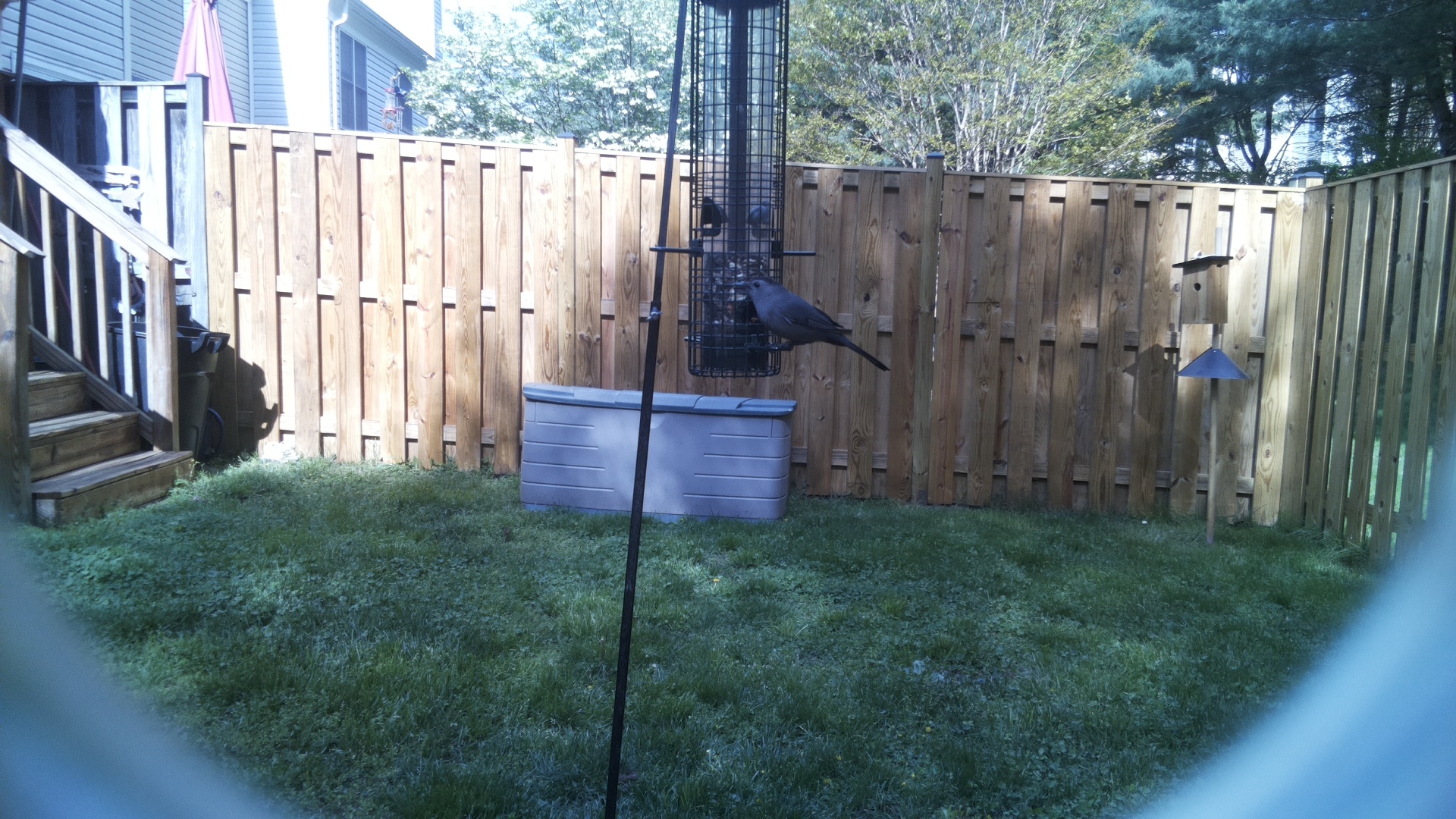 Brewers Blackbird