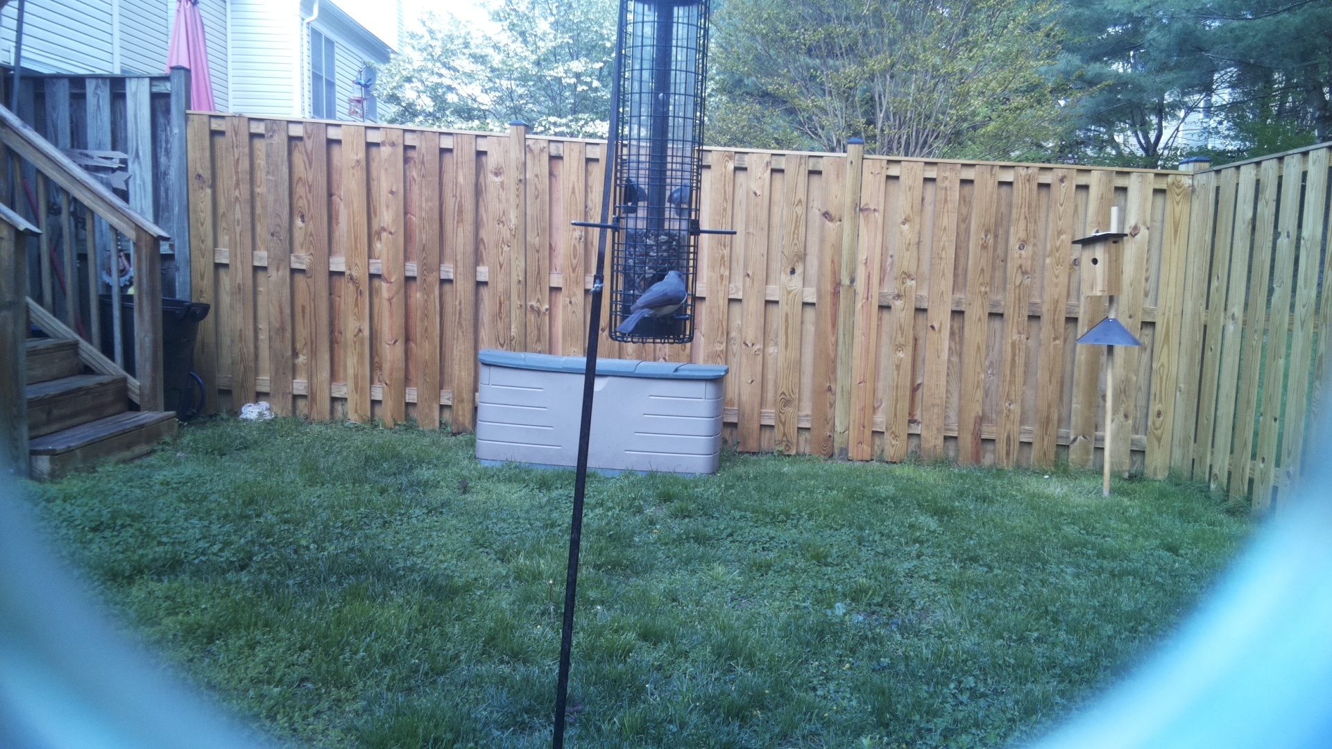 Crested Coua