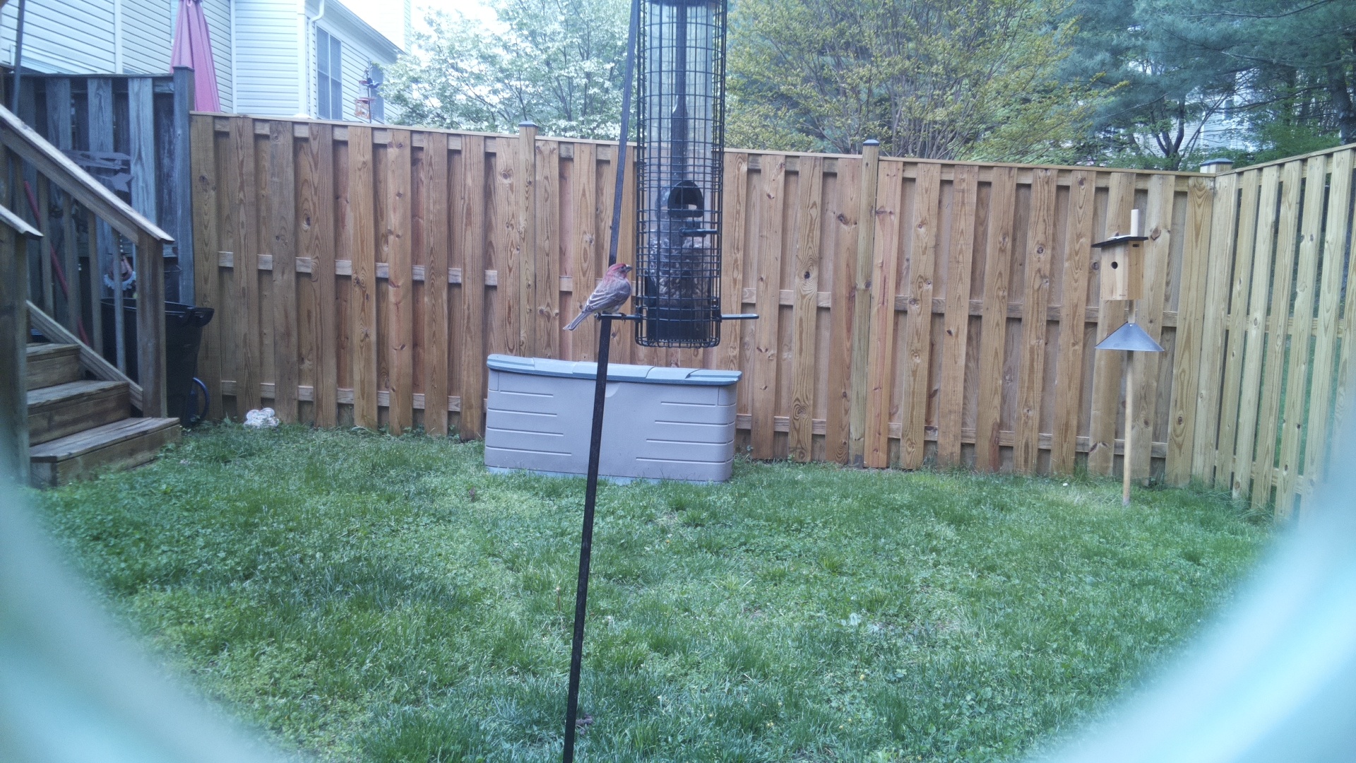 House Finch