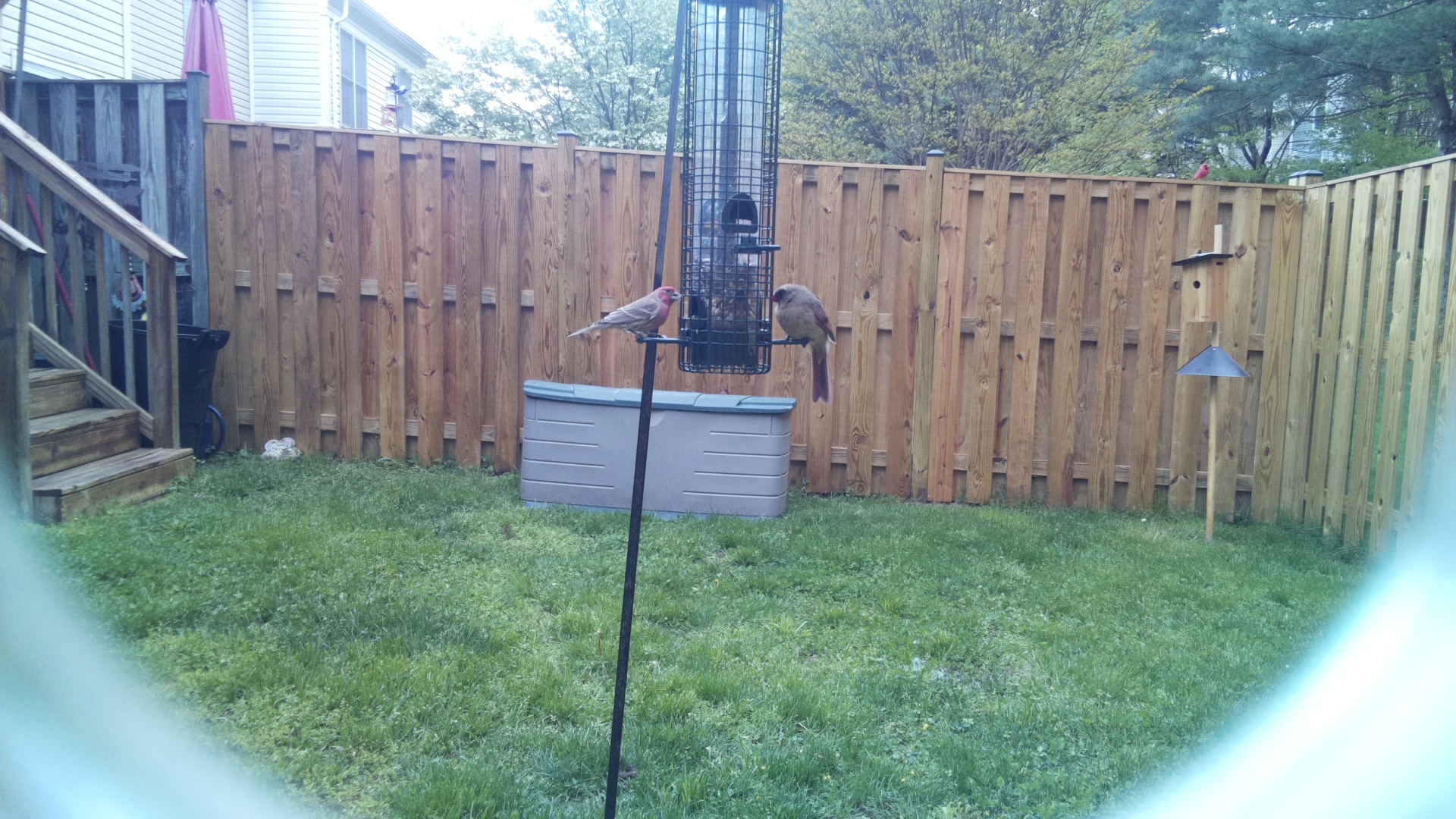 House Finch