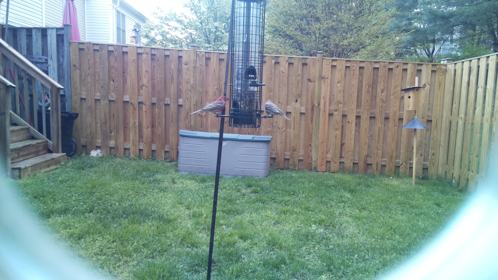 House Finch
