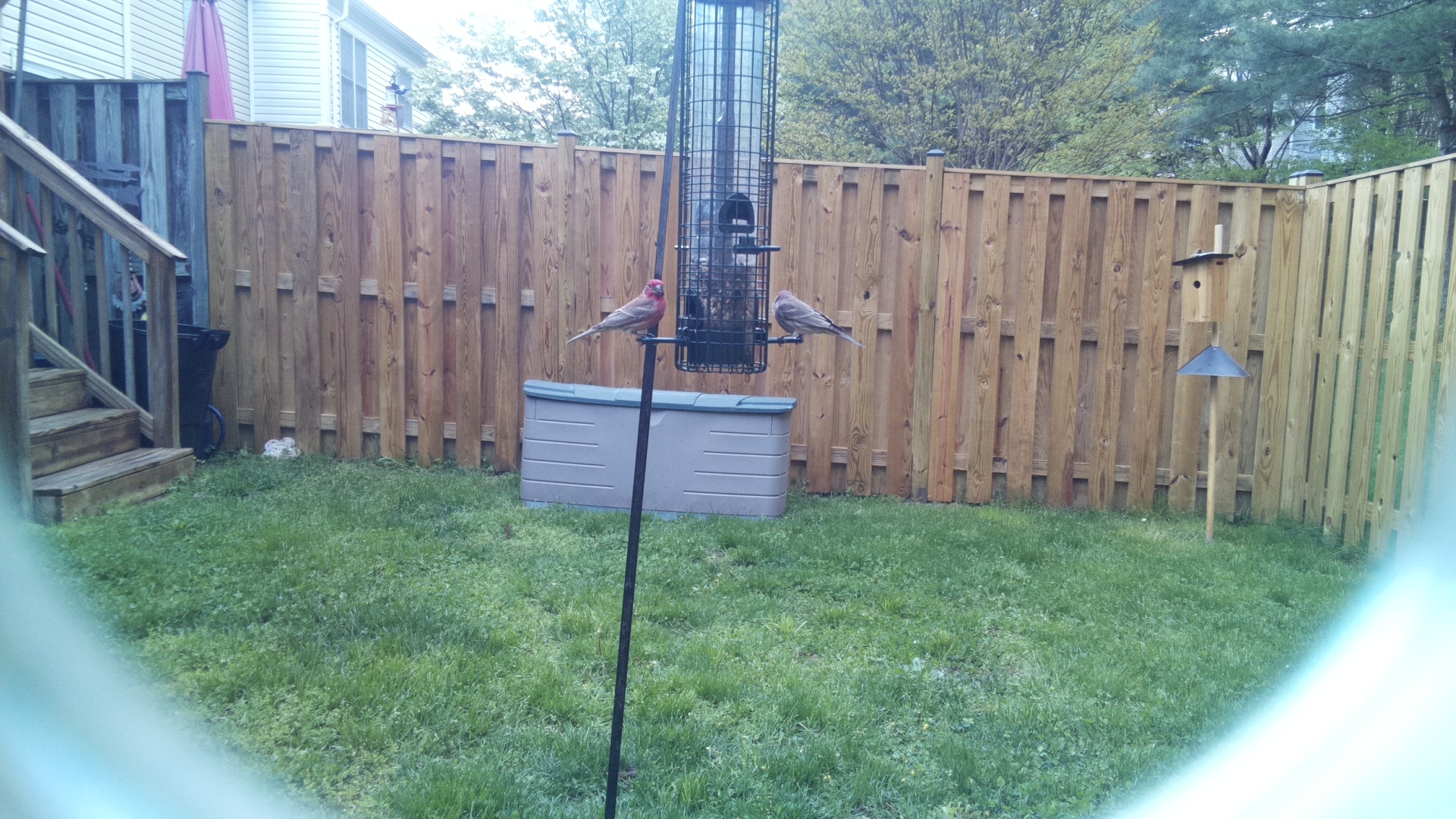 House Finch
