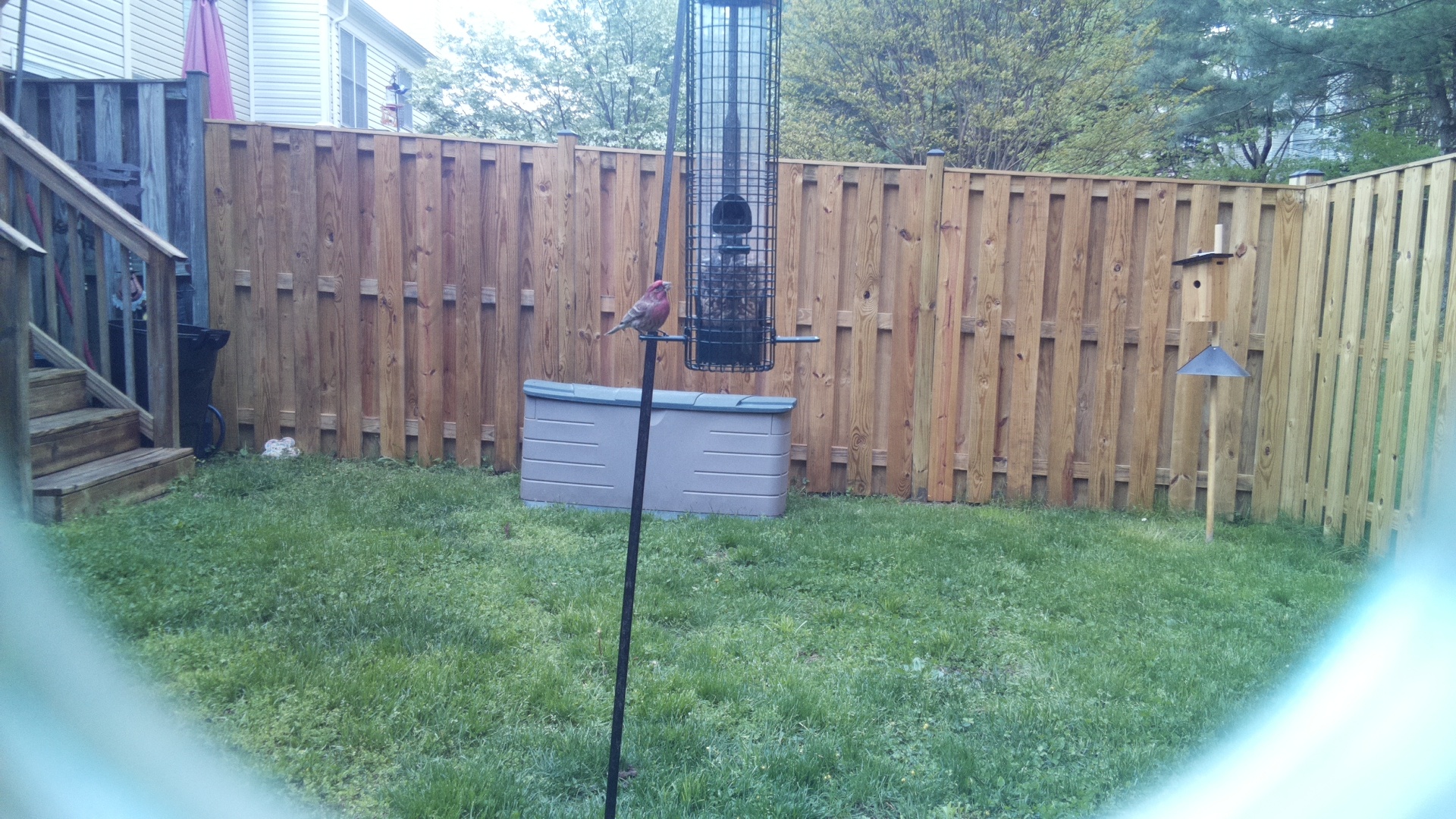 Purple Finch