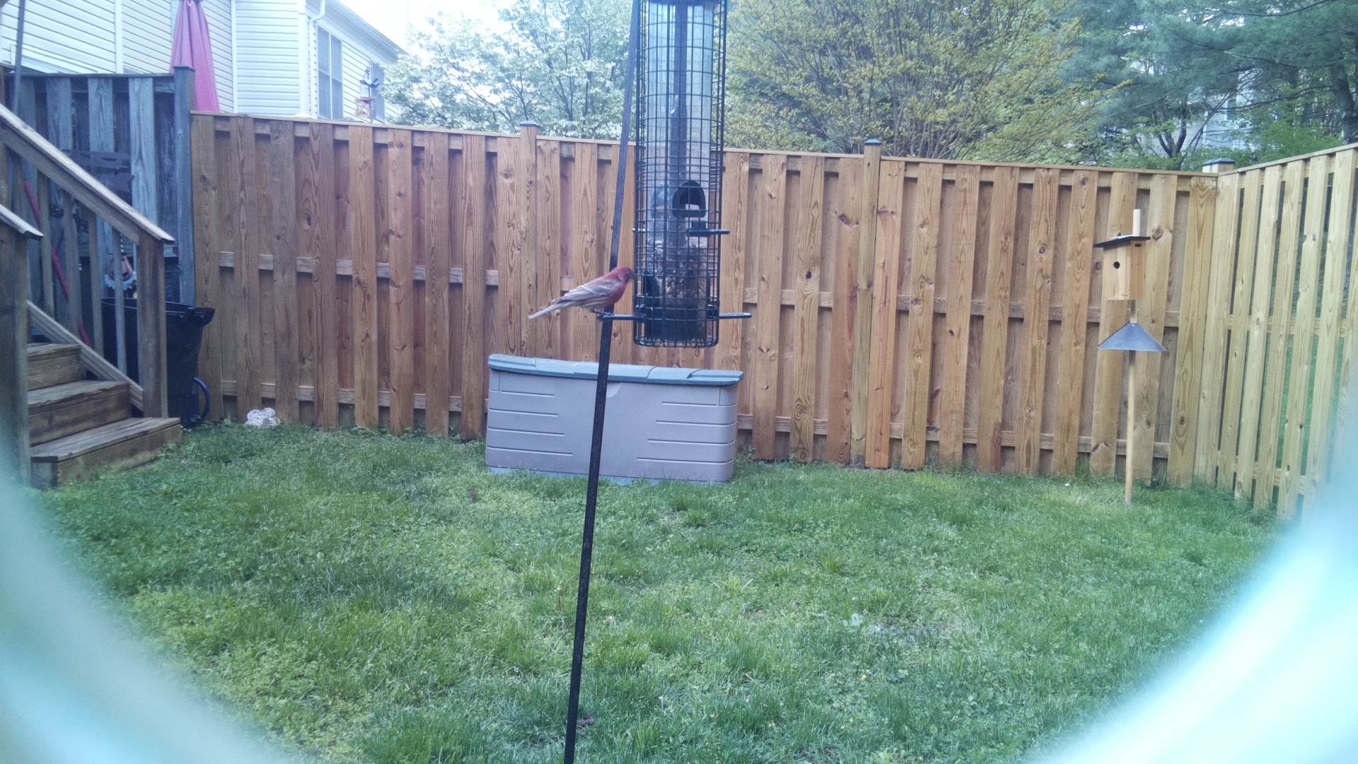 House Finch