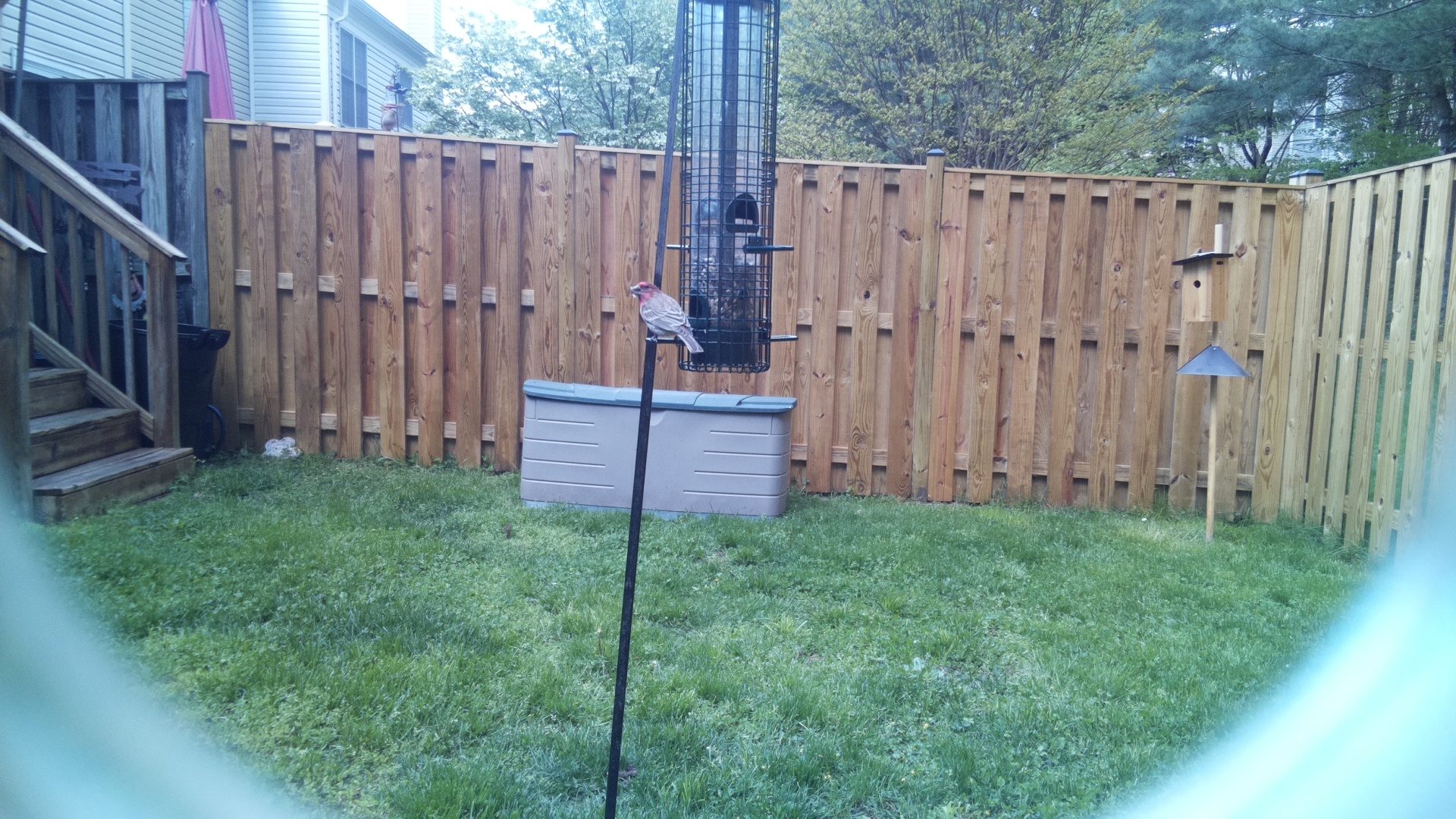 House Finch