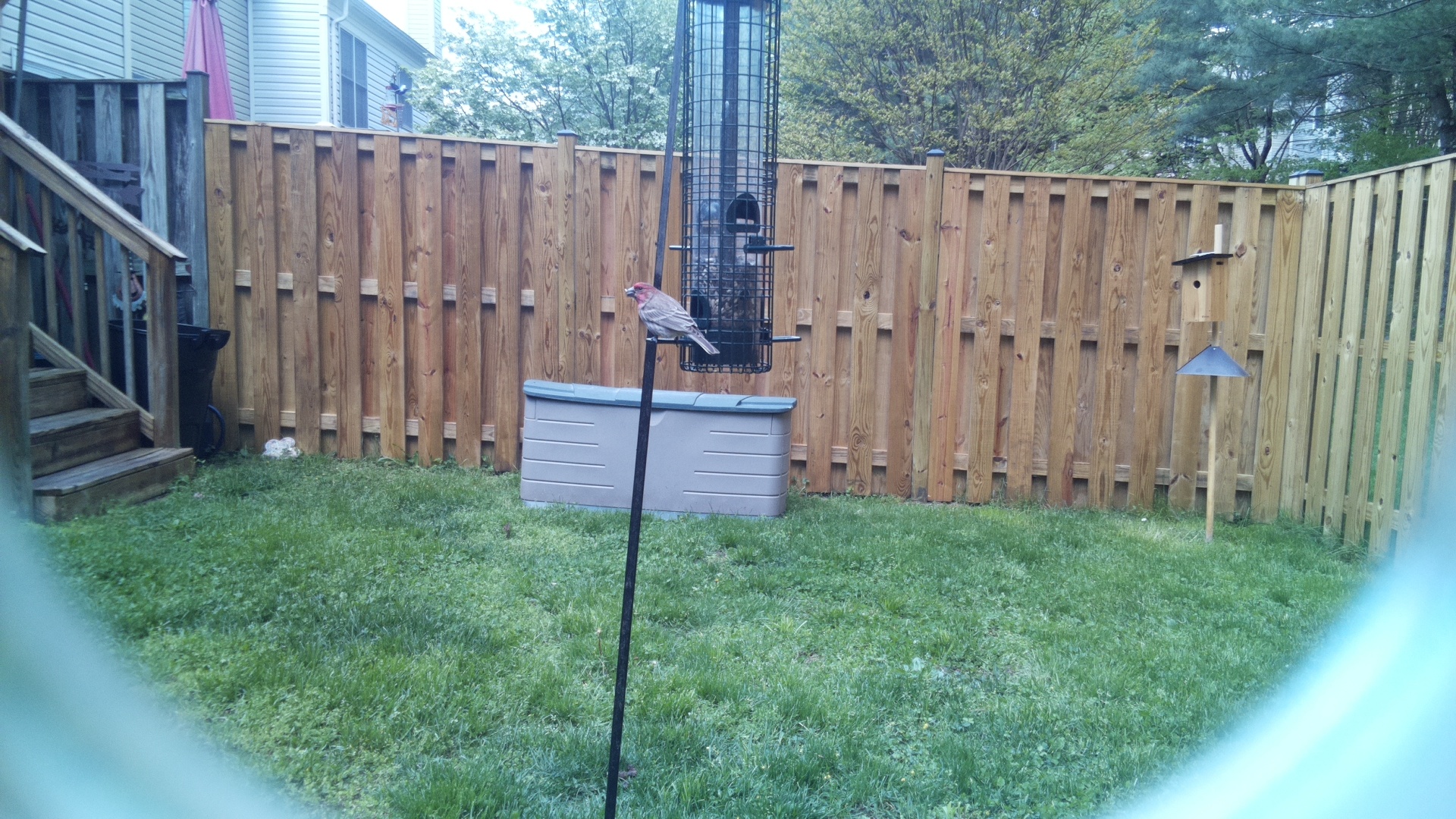 House Finch