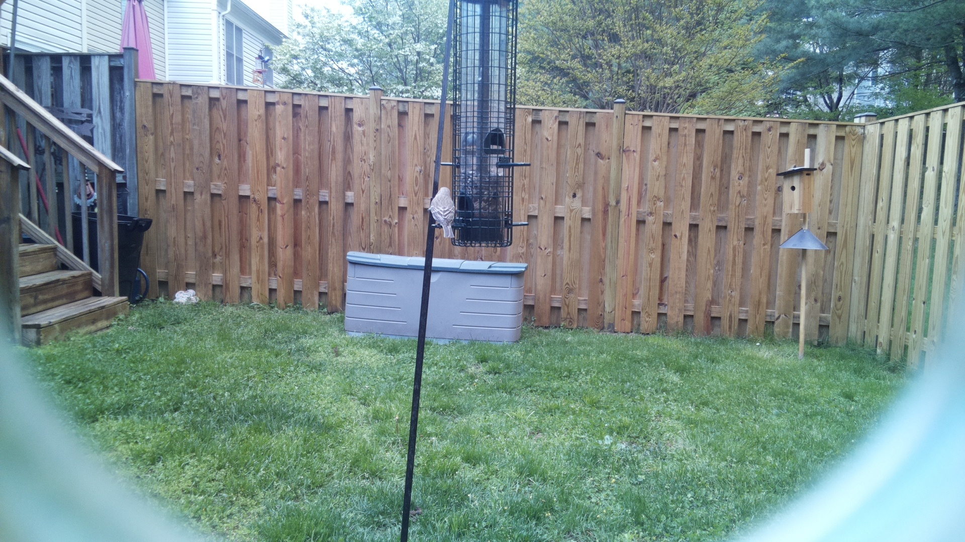 Go Away Bird