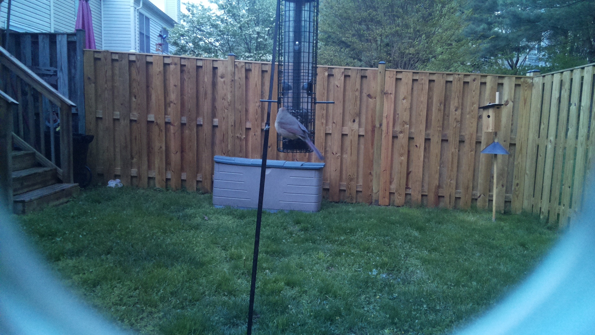 Rose Breasted Cockatoo