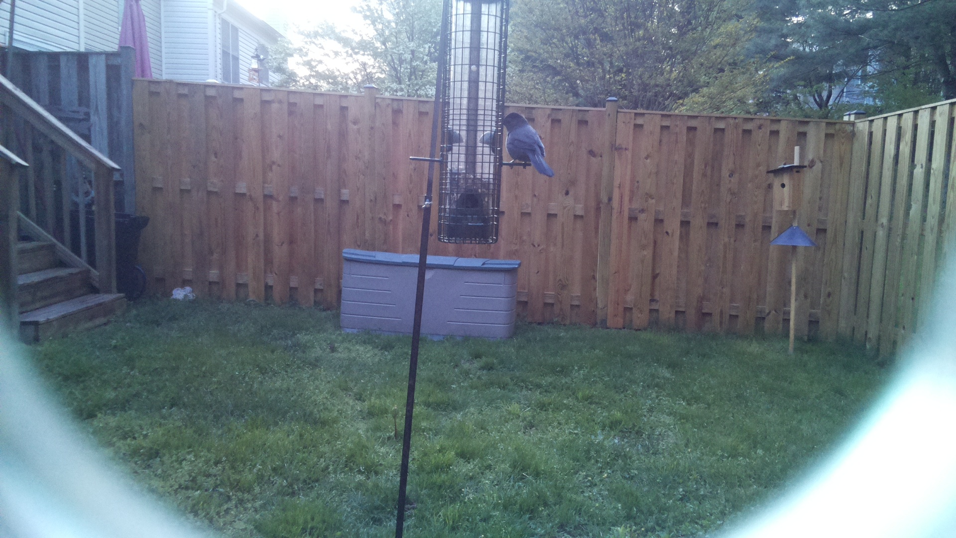 Azure Jay