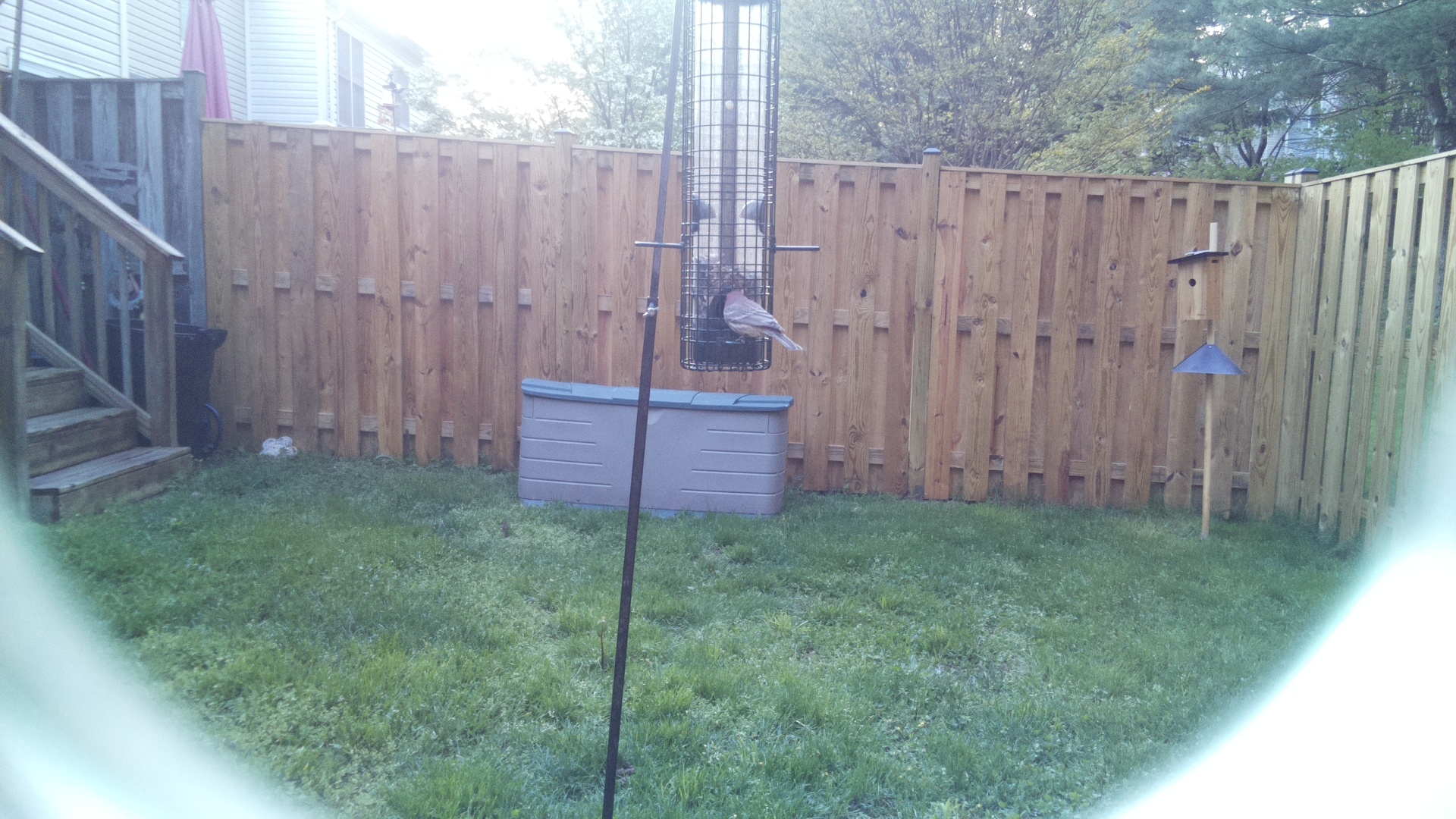 Rose Breasted Cockatoo