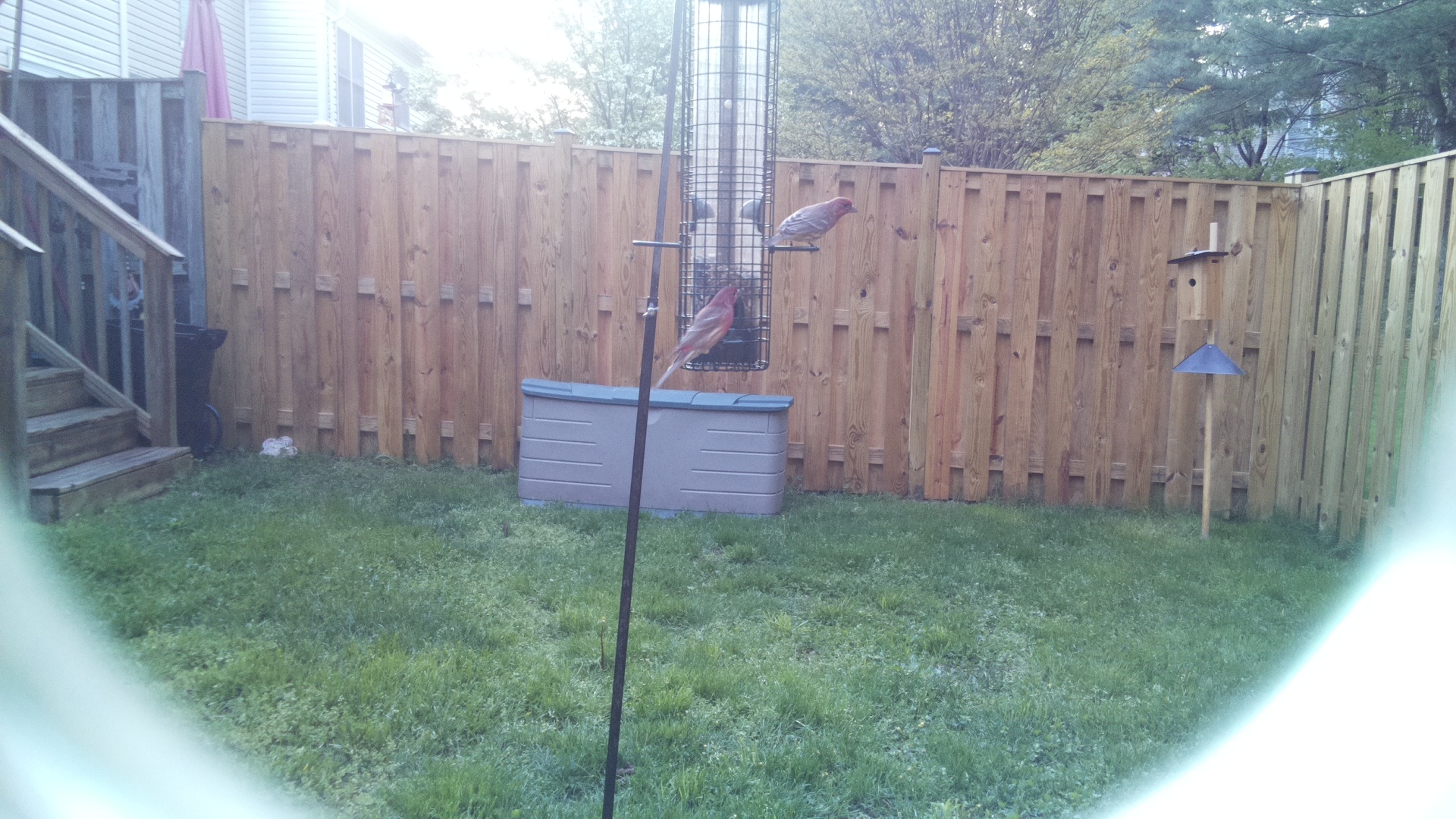 House Finch