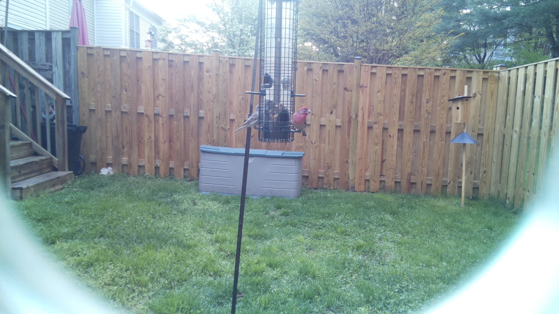House Finch