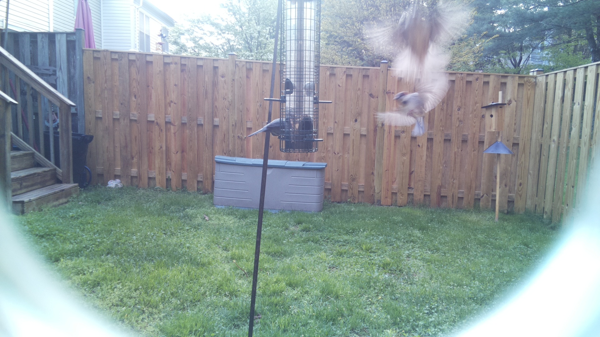 Jacobin Pigeon