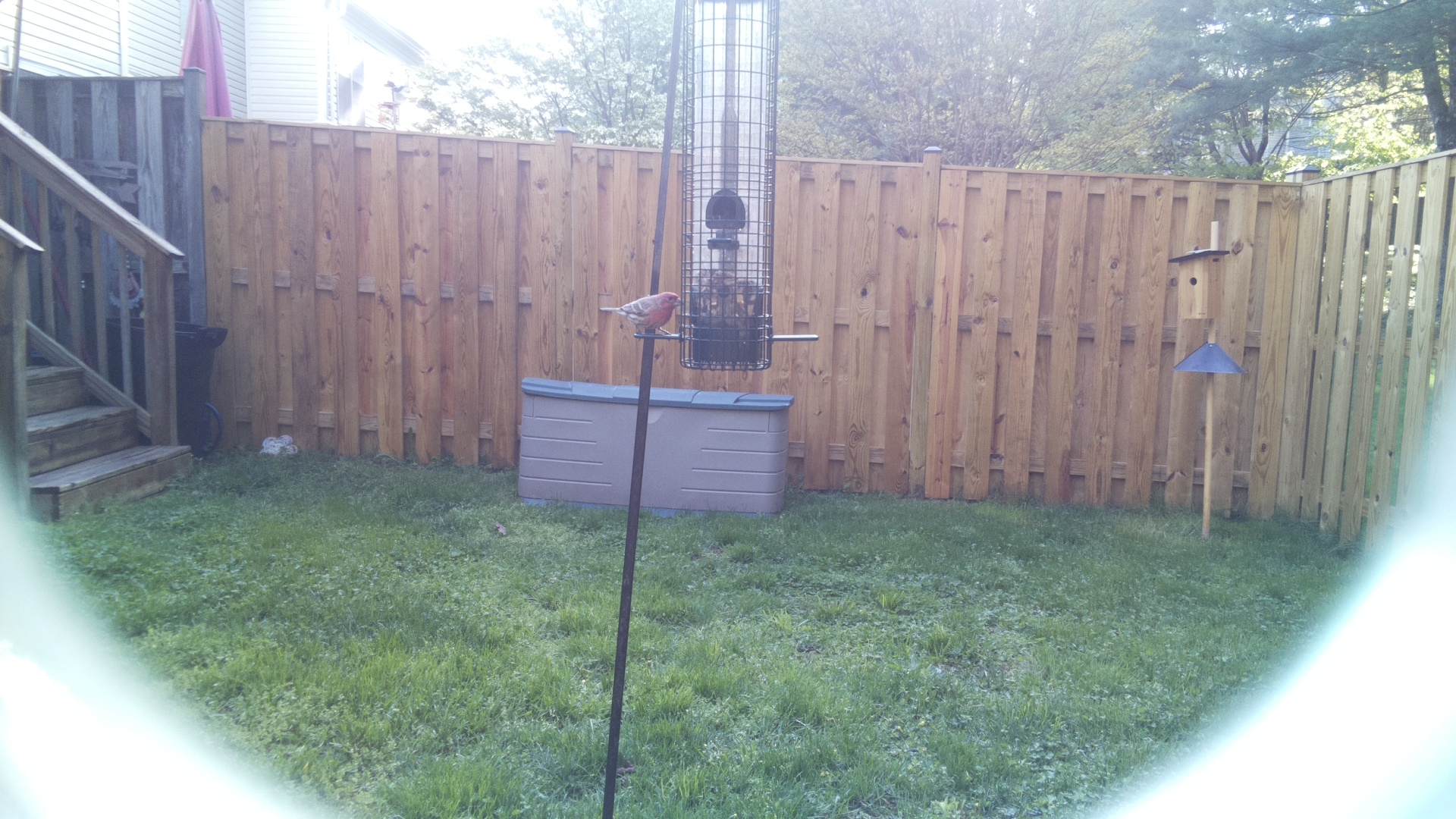 House Finch