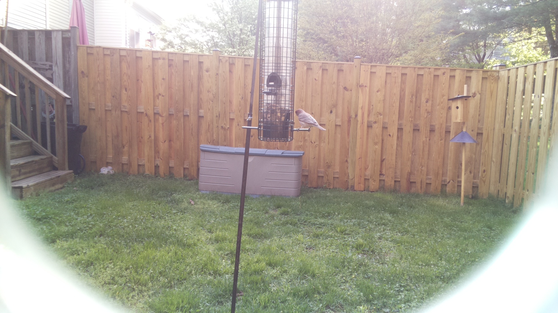Verdin