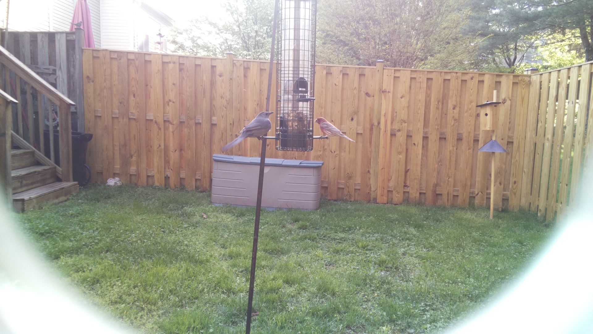 Jacobin Pigeon