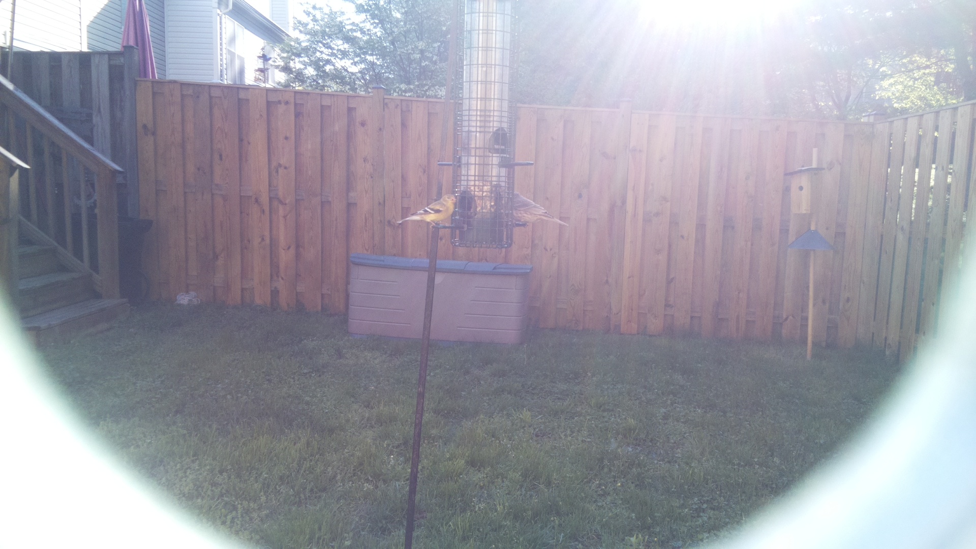 Canary