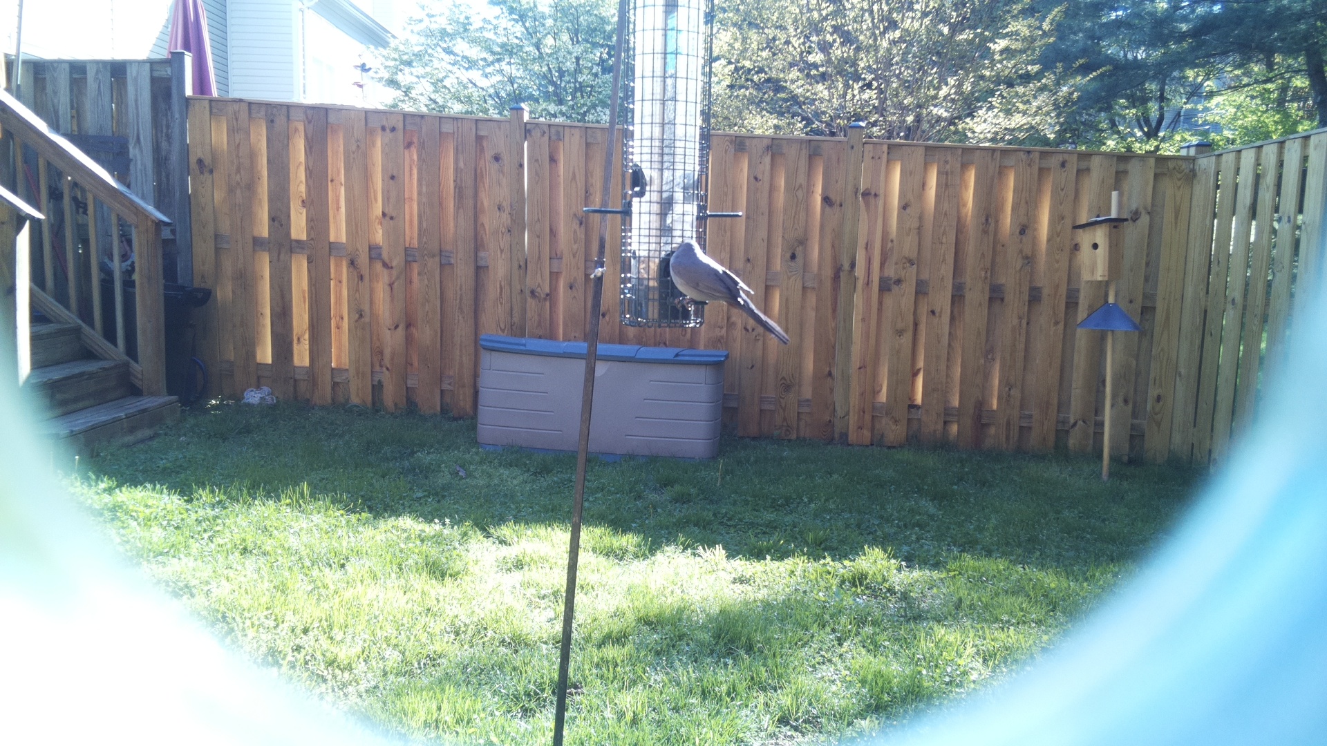 Eurasian Bullfinch
