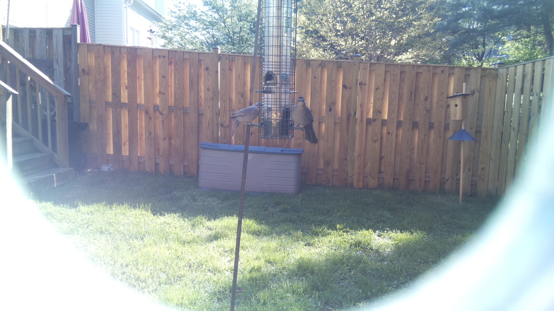 Go Away Bird
