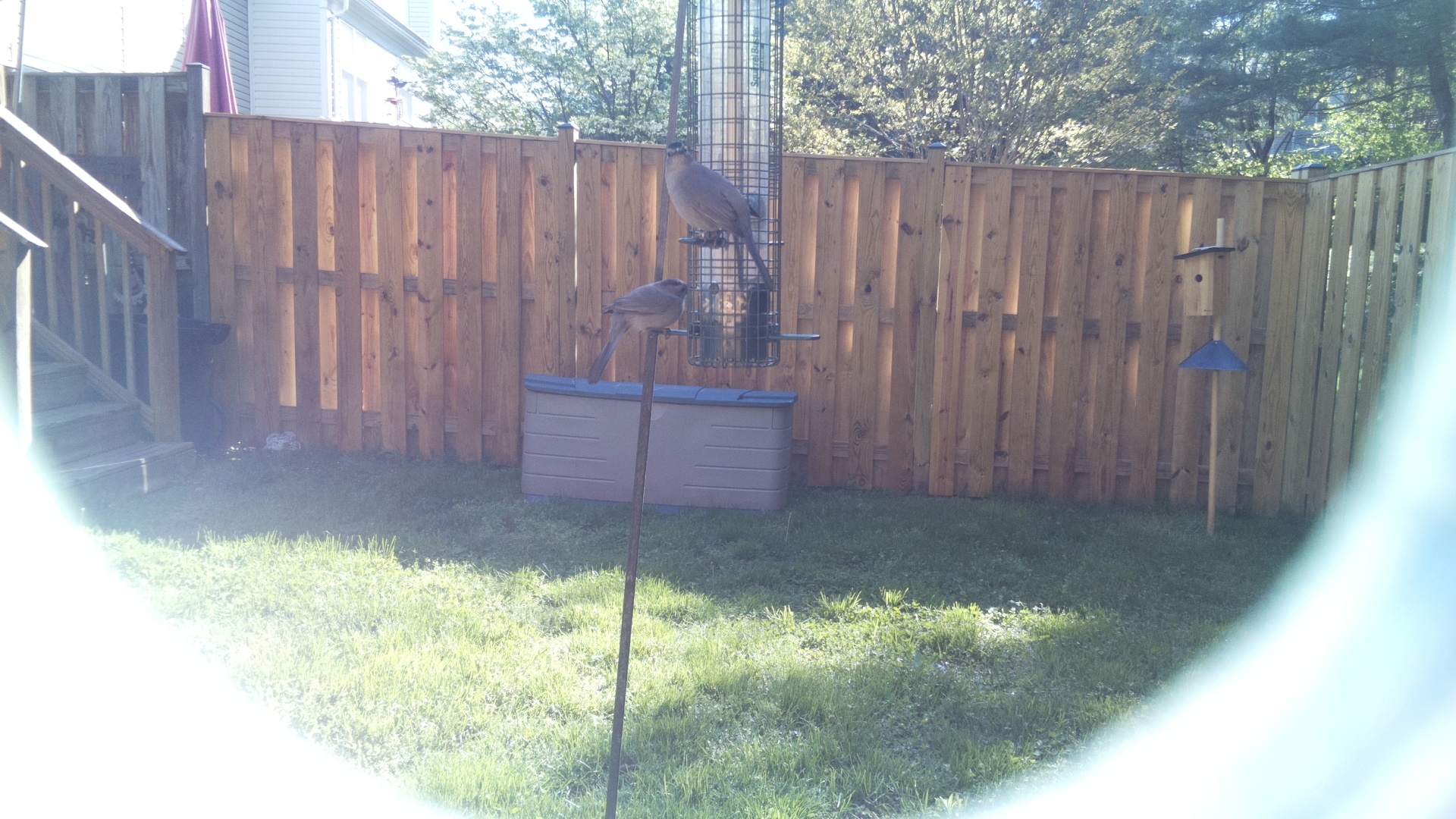 Crested Coua