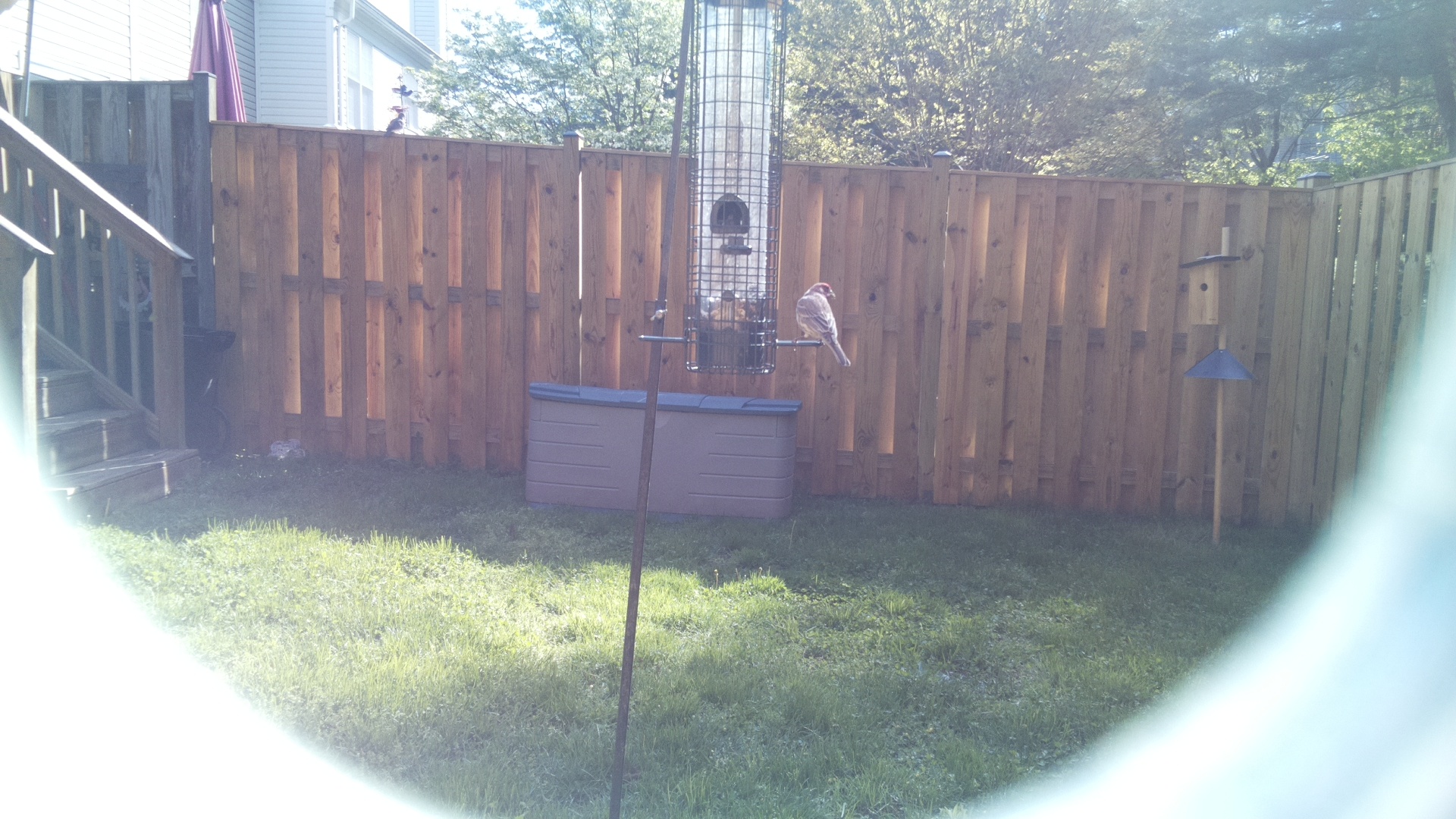 House Finch