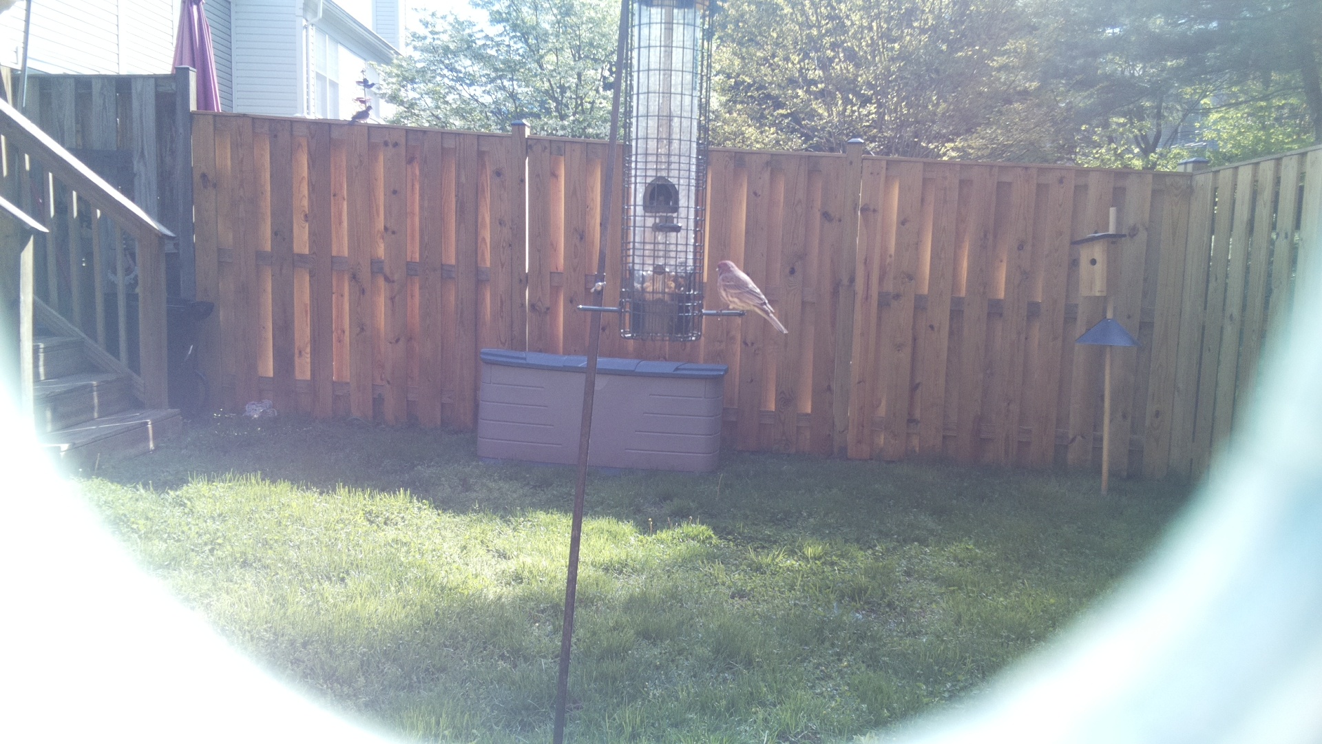 Purple Finch