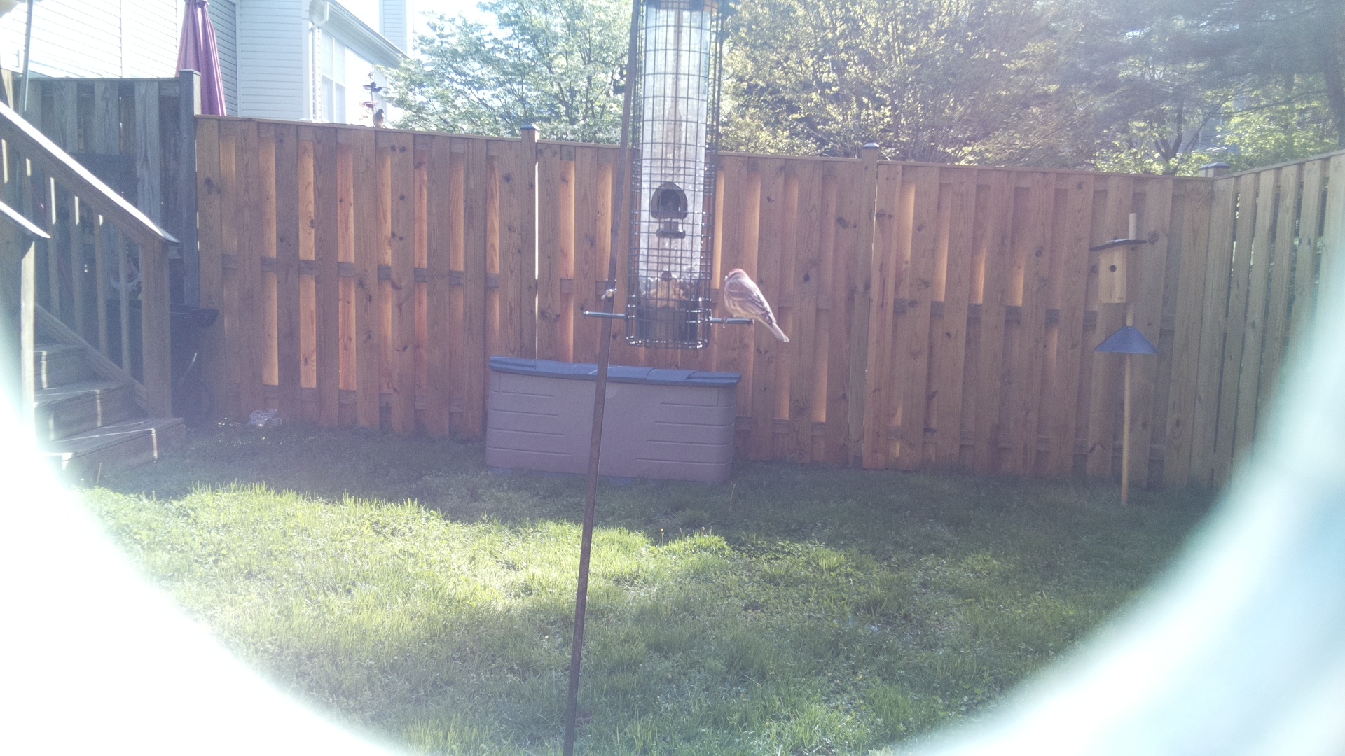 Common House Martin