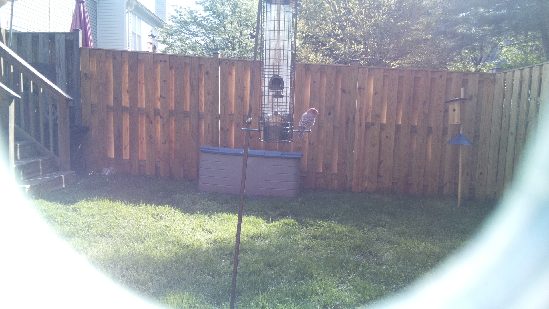 House Finch