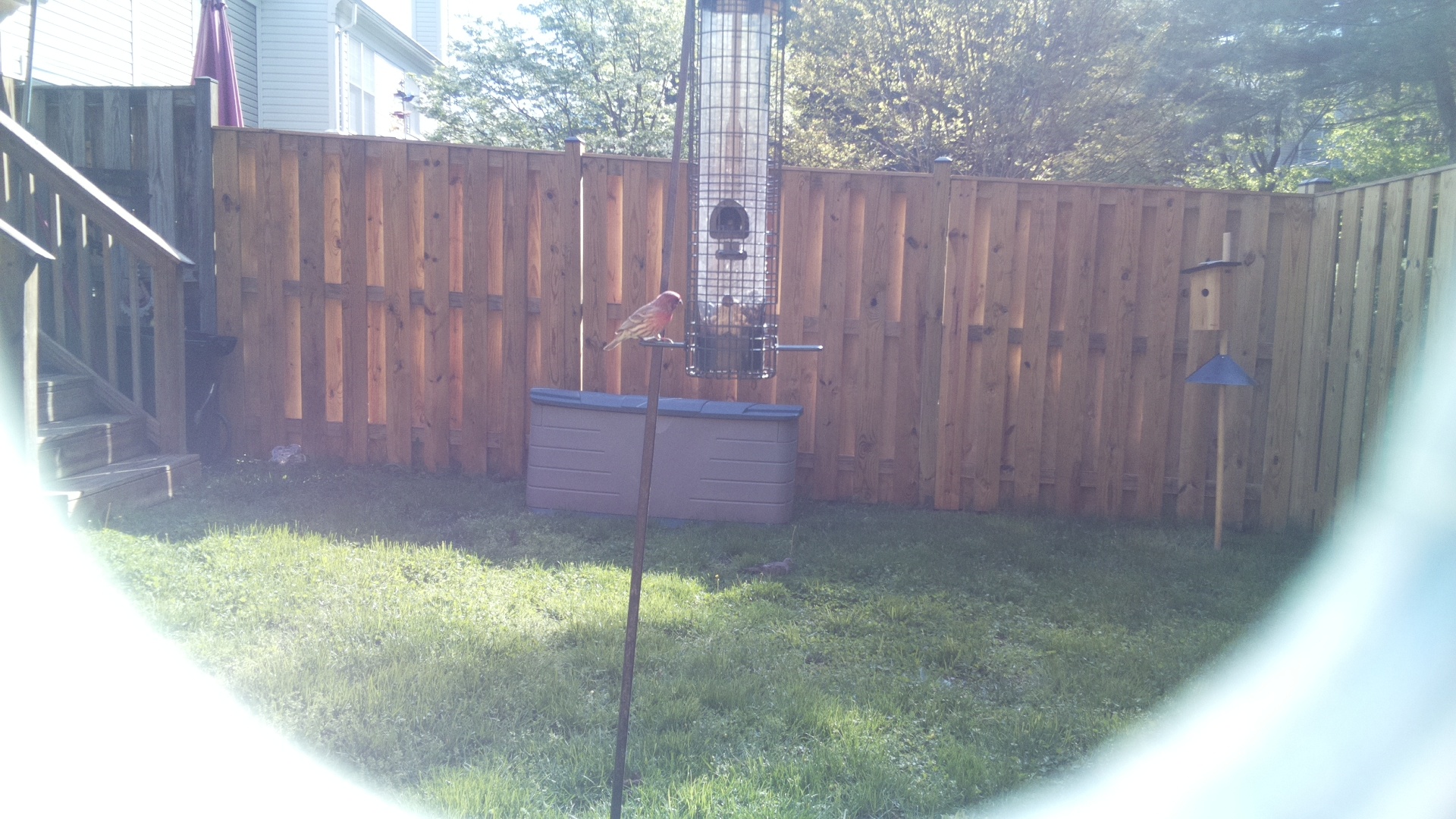 Jacobin Pigeon